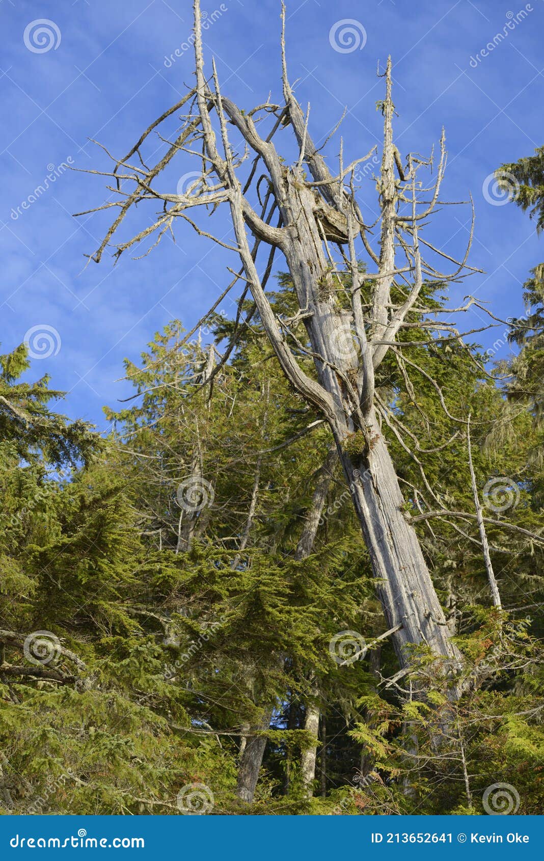 Dead Cedar Tree Snag in the Rainforest, Tonquin Beach Stock Image - Image  of snag, cedar: 213652641