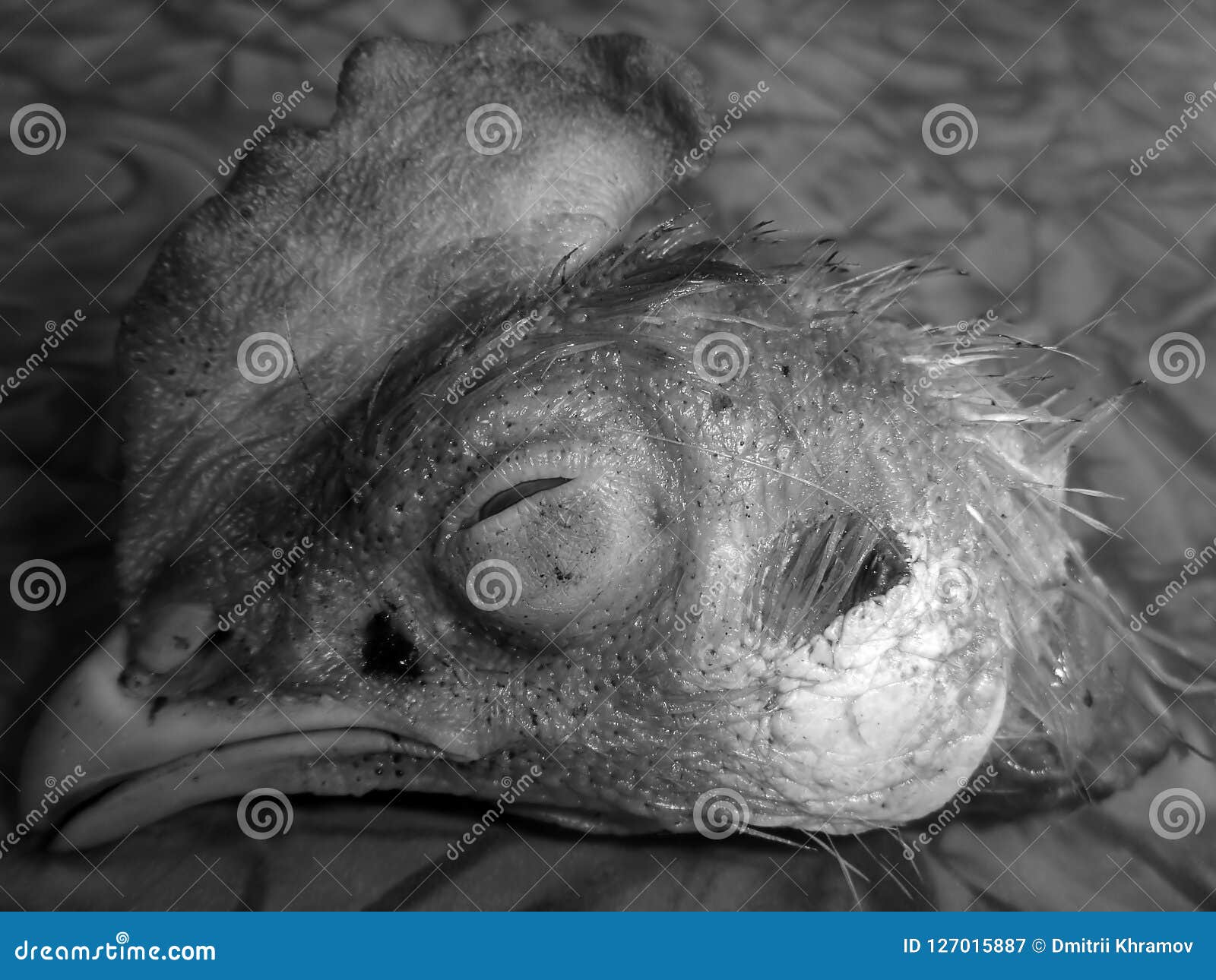 Dead Chicken Head in Black and White Stock Image Image of funny