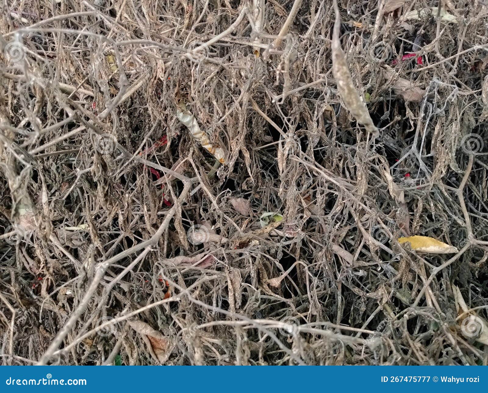 Dead chilli trees stock image. Image of trees, chilli 267475777