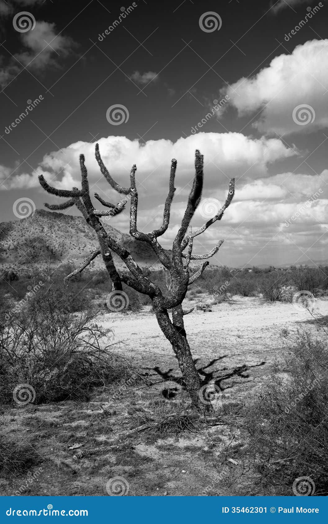 Dead Cholla Cactus stock image. Image of outdoors, cholla ...