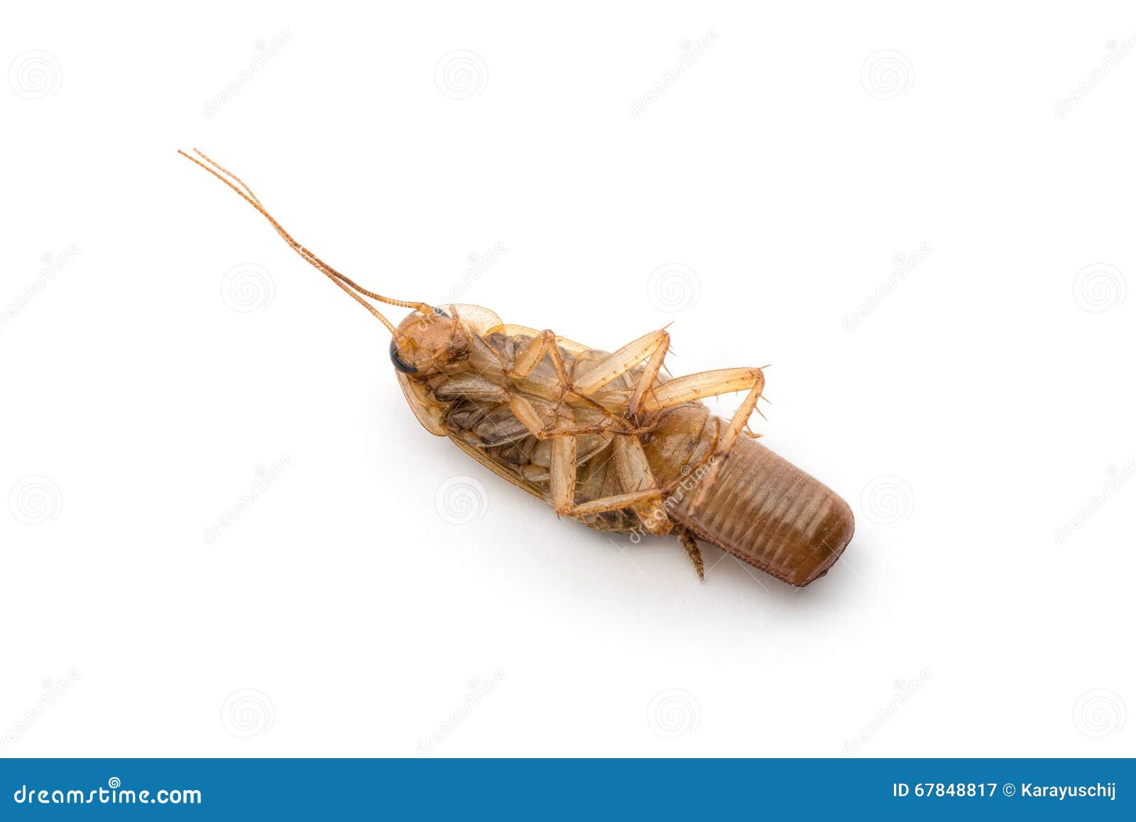 Two Cockroach Eggs And Stainless Steel Ruler In Centimeter Metric