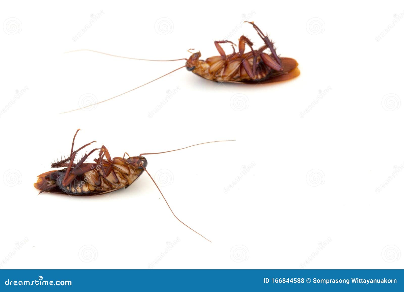 Dead Cockroach Isolated On White Background Stock Photo - Image of ...