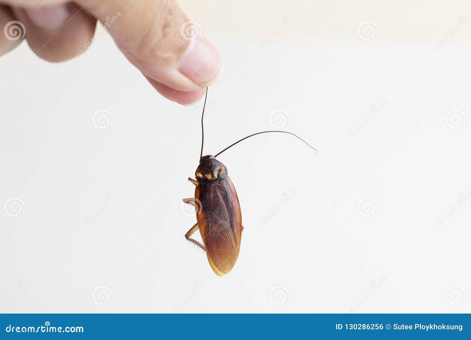 Cockroach Life Span