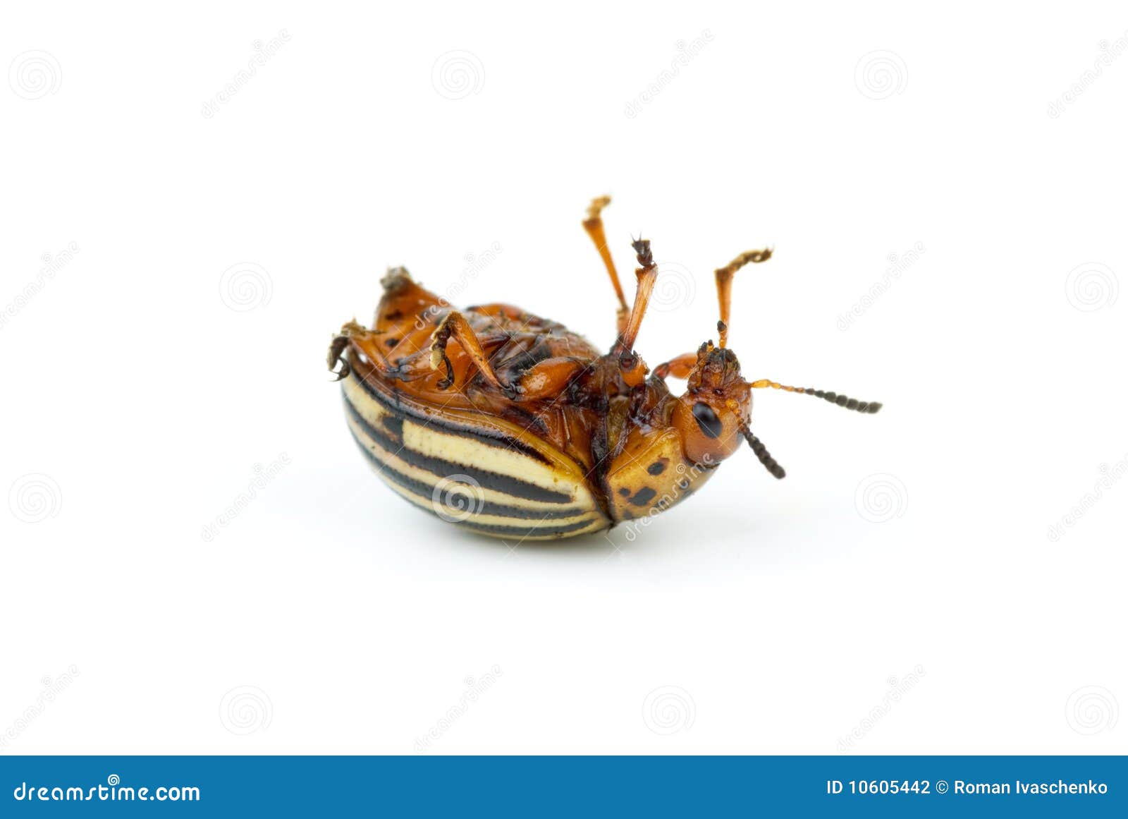 Dead Colorado Potato Beetle Stock Photography Image 10605442