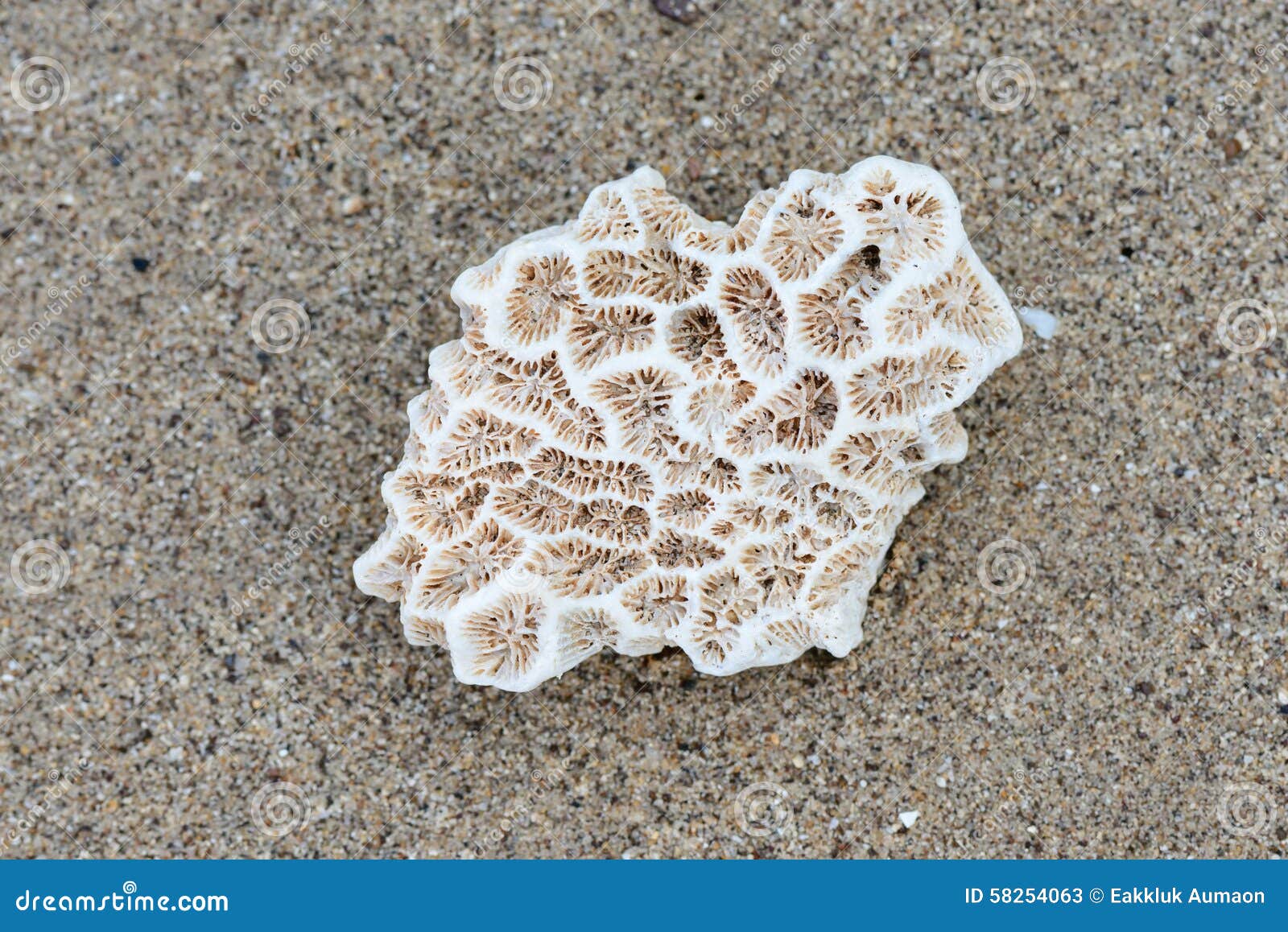Dead coral on sand beach stock image. Image of white 58254063