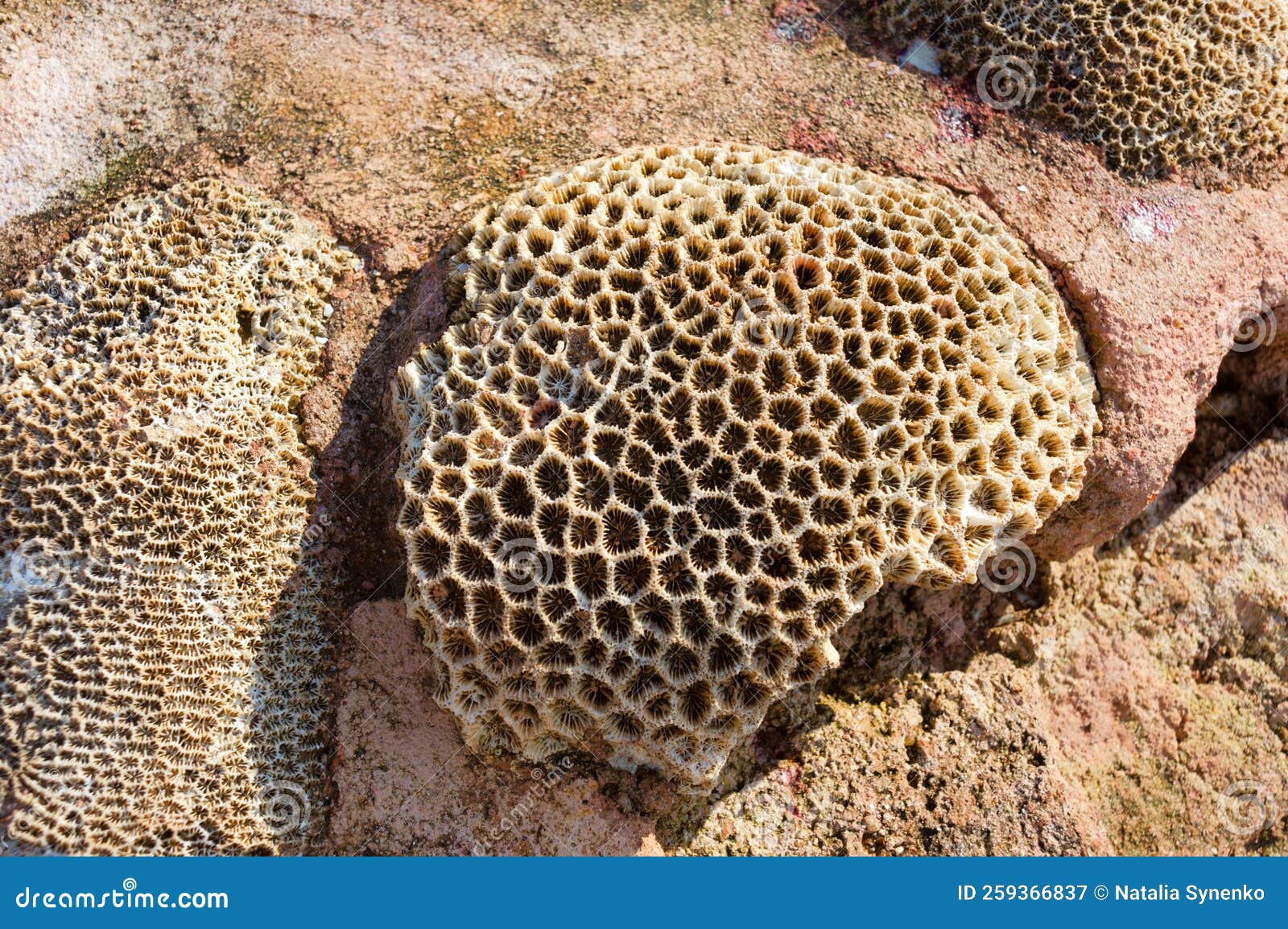 Dead Coral Surface with Structure Elements for Water Filtration