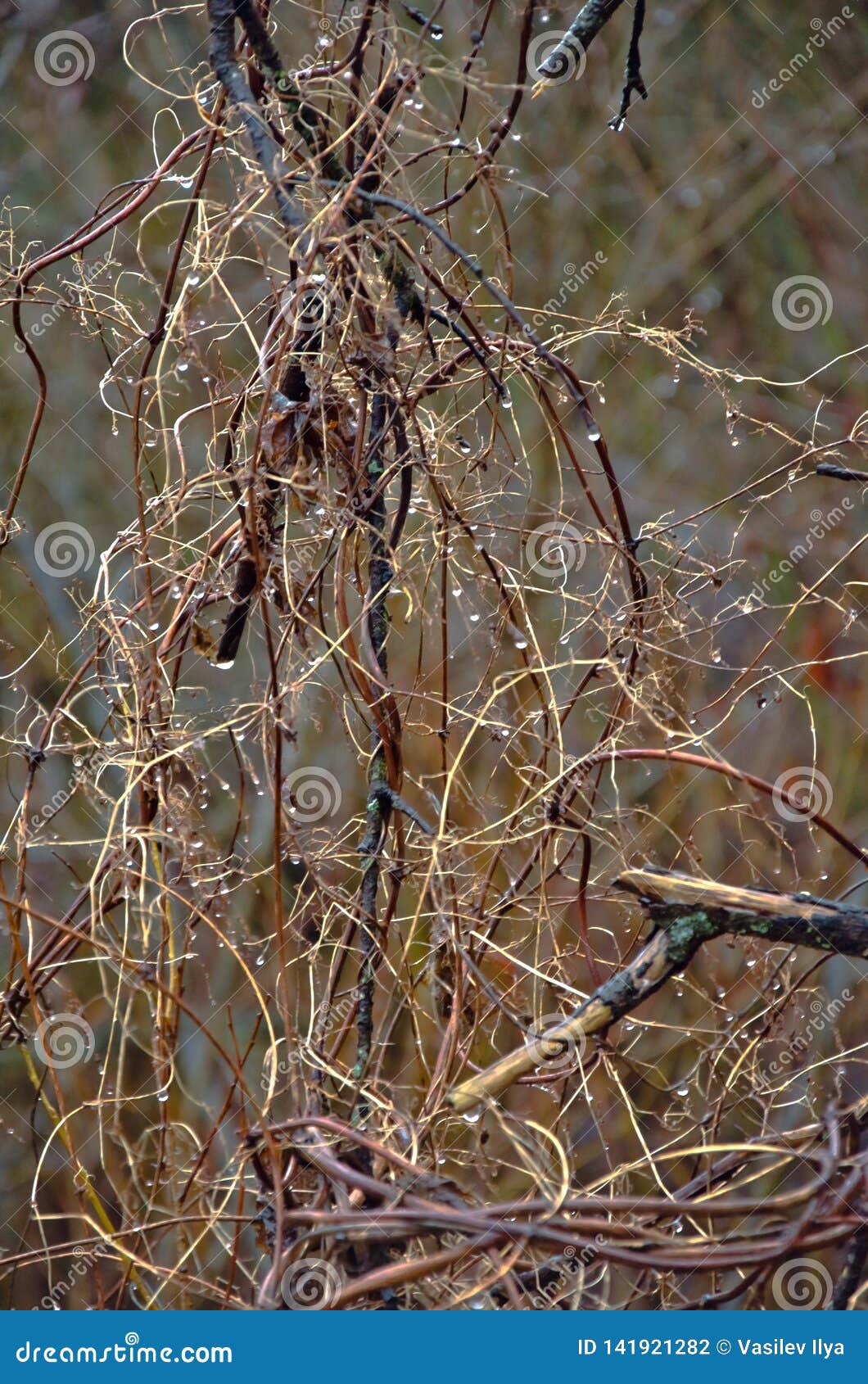Dead Covert and Branches Twined with Dead Vines. Stock Photo Image of