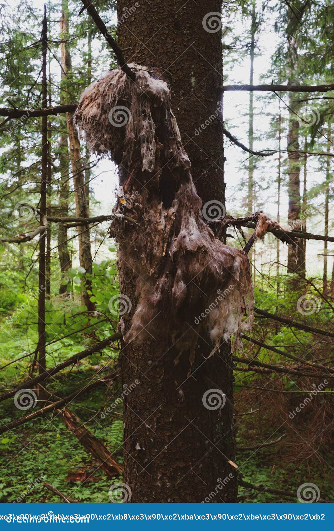 Dead Decayed Animal on Tree Branches Stock Image Image of mysterious