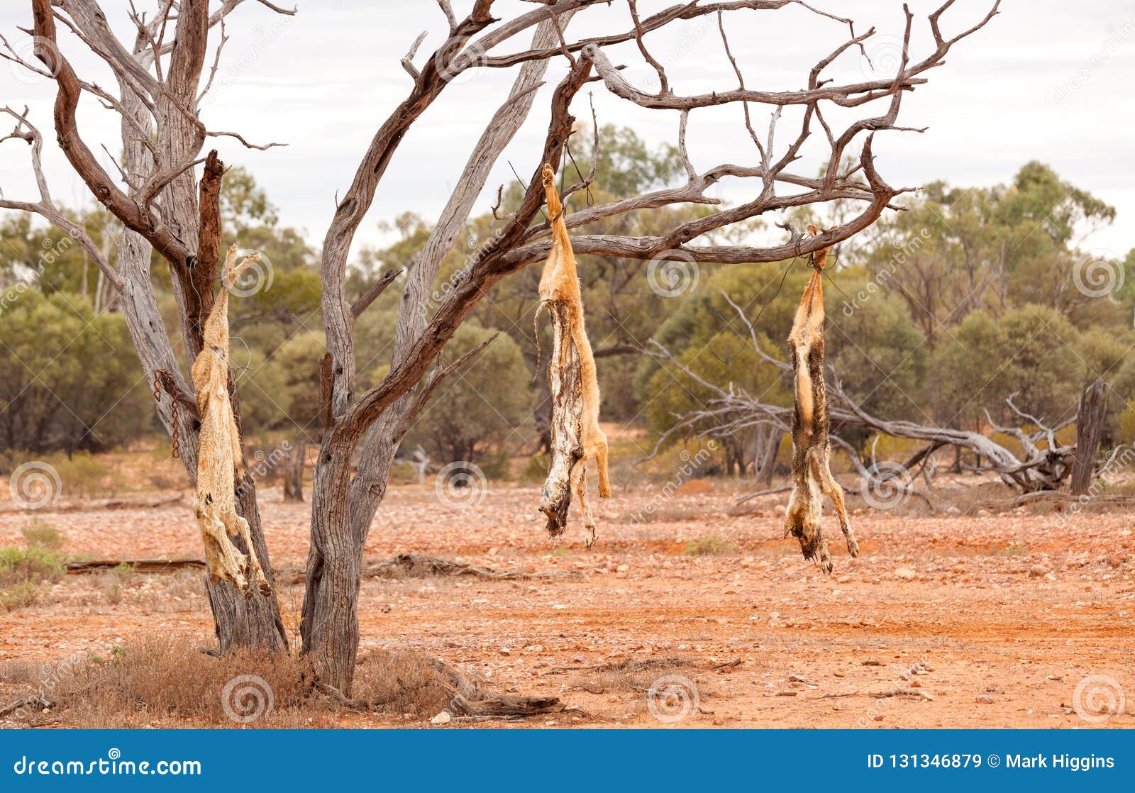Dead Dogs Hanging in Outback Australia Stock Image Image of dead