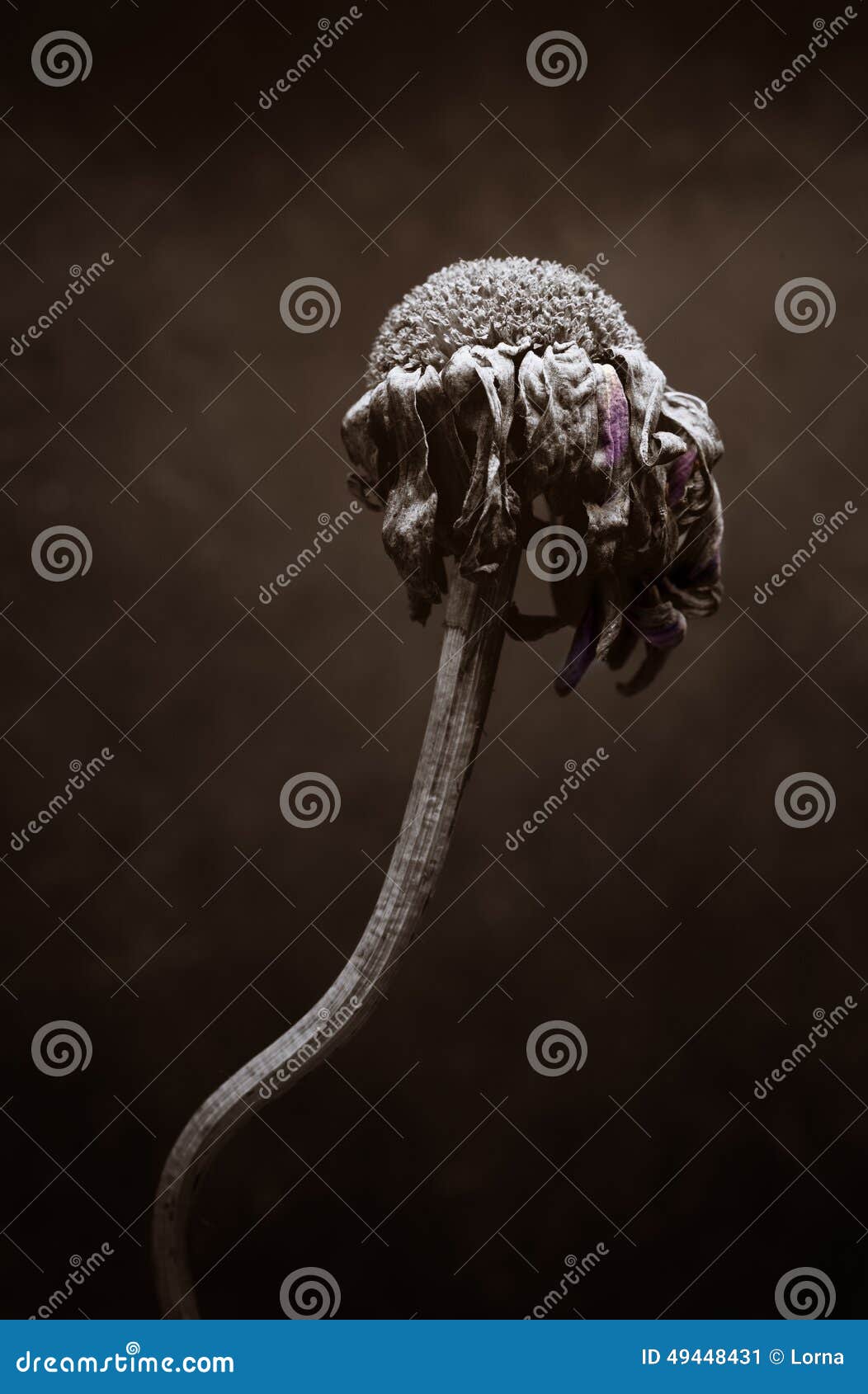 Dead dried flower decay stock image. Image of background 49448431