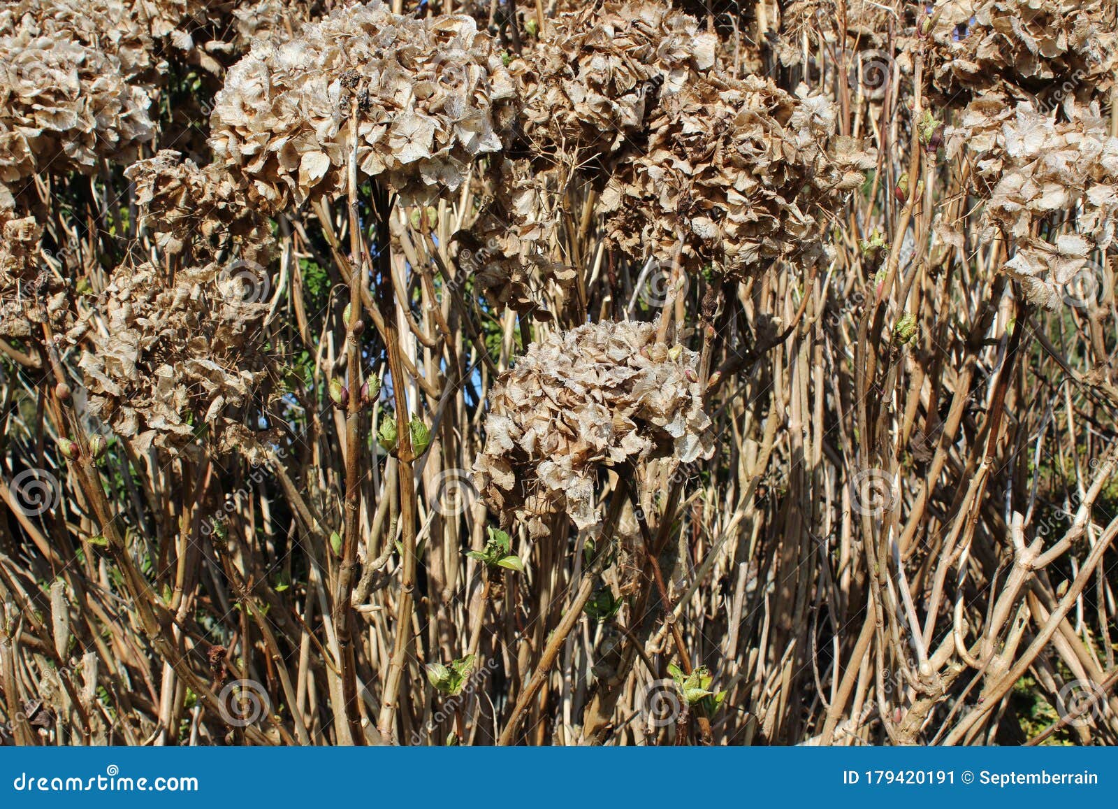 Dead and Dried Hydrangea Flowers Stock Image Image of color, beauty