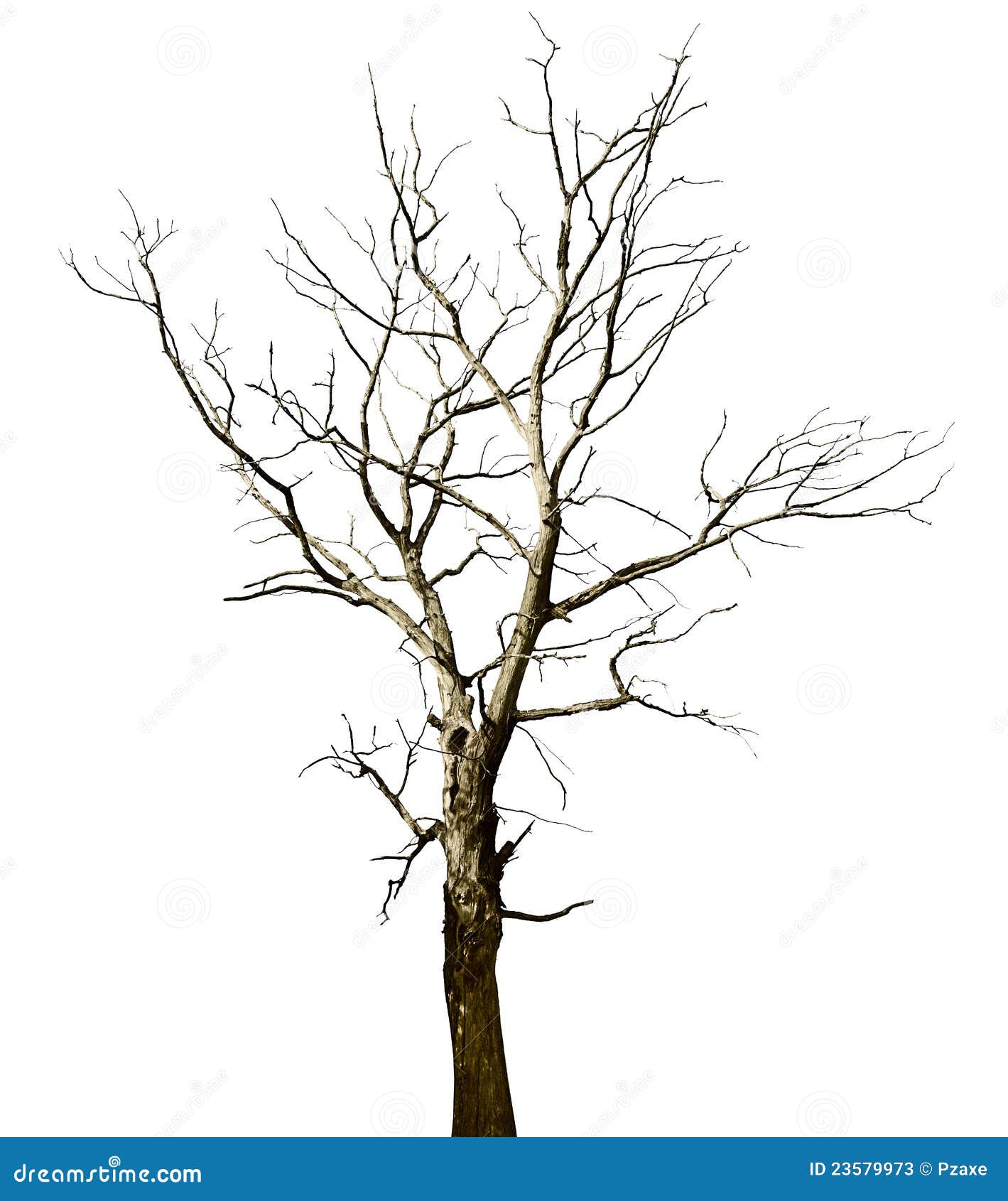 Dead Dried Oak Tree Isolated On White Stock Image Image of loneliness, object 23579973
