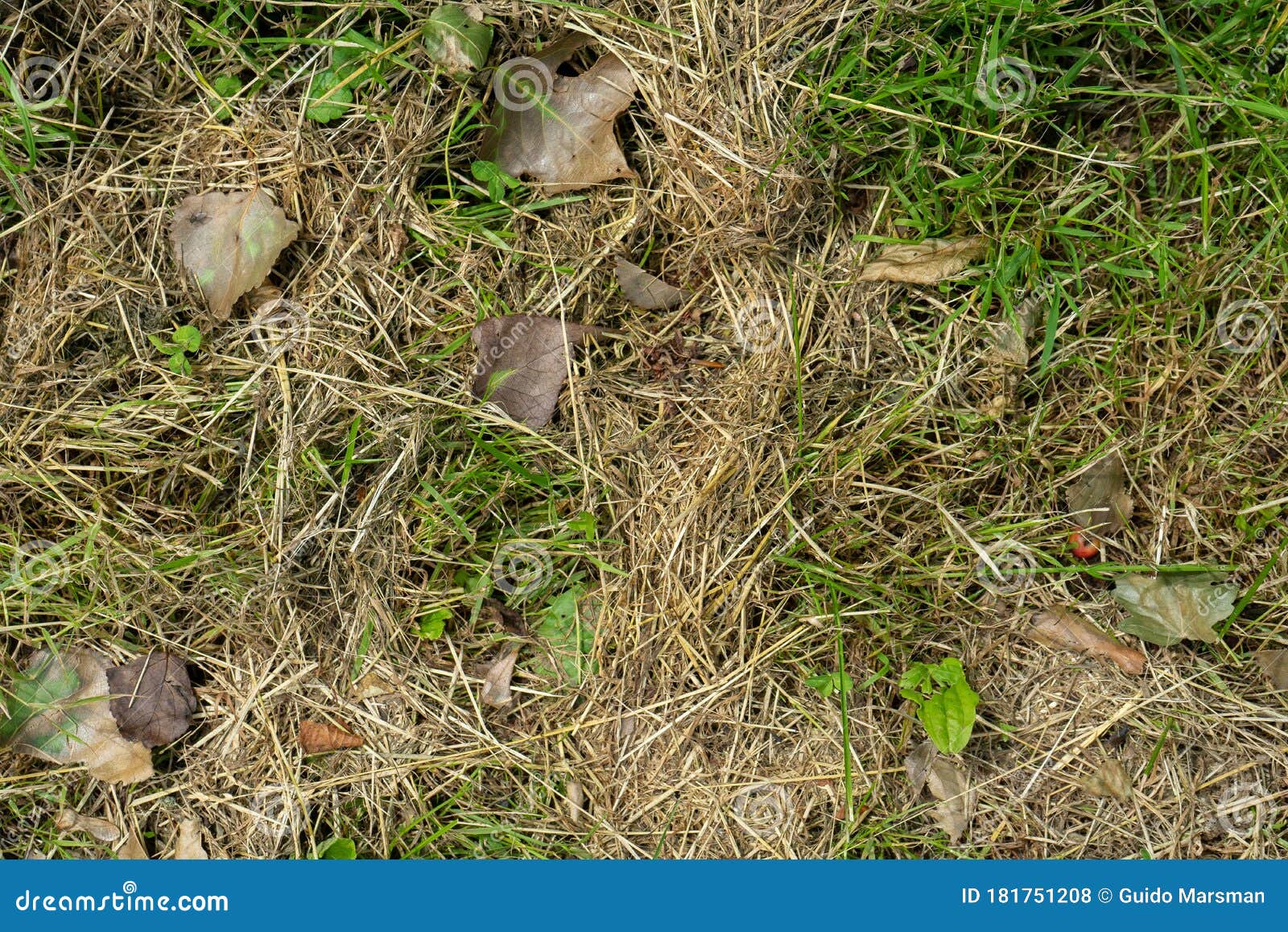 Dead Dry Grass Texture Top View with Dead Dried Up Leaves Stock Photo Image of dried