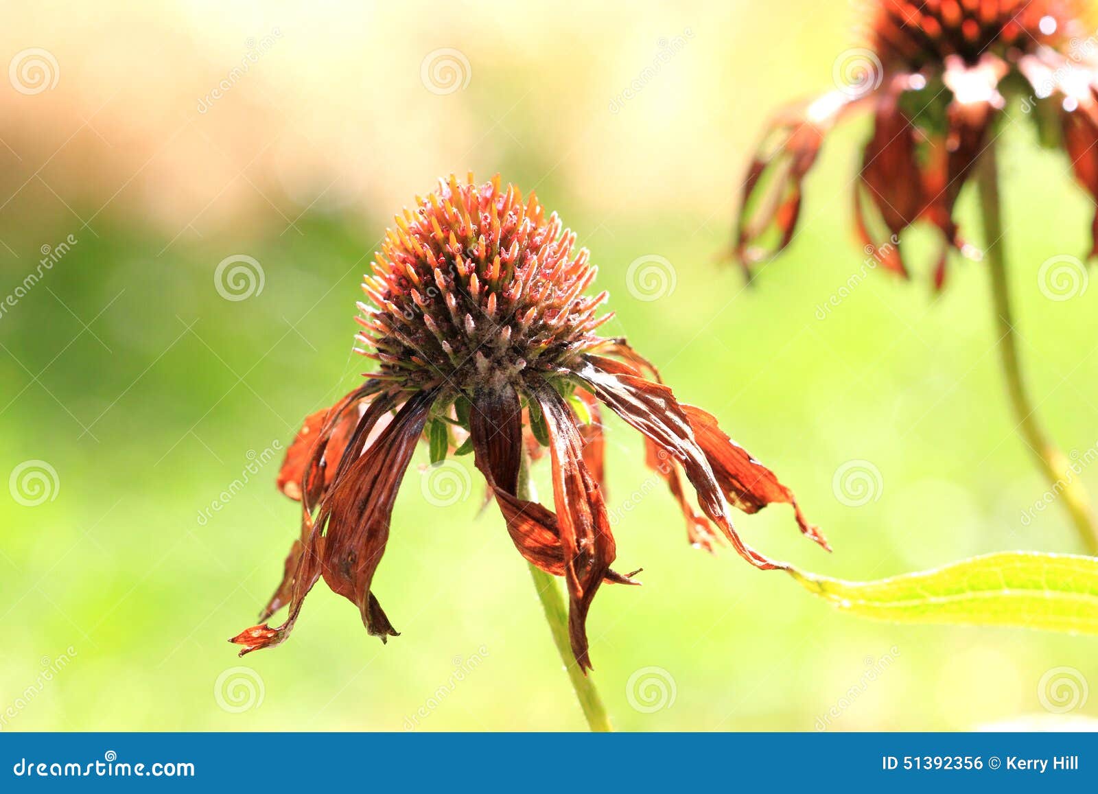 Dead echinacea flower stock photo. Image of botany, garden 51392356