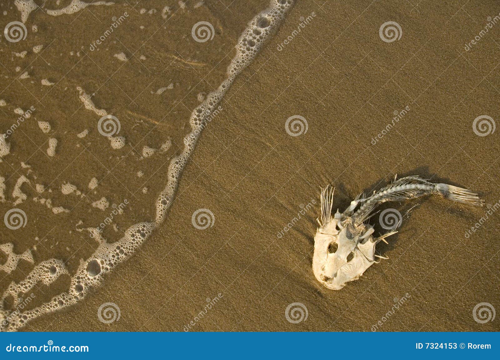 Dead Pet Fish Floating In The Fish Tank With Green Duckweed Stock Photo