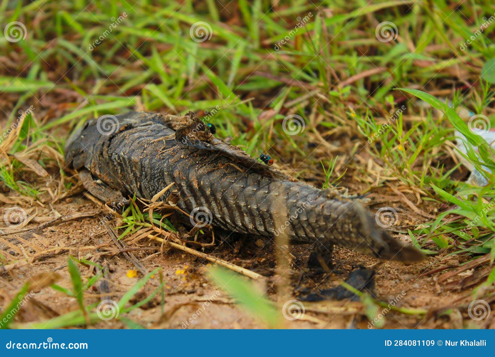 Dead Fish Being Swallowed Up by Flies Stock Image - Image of system ...