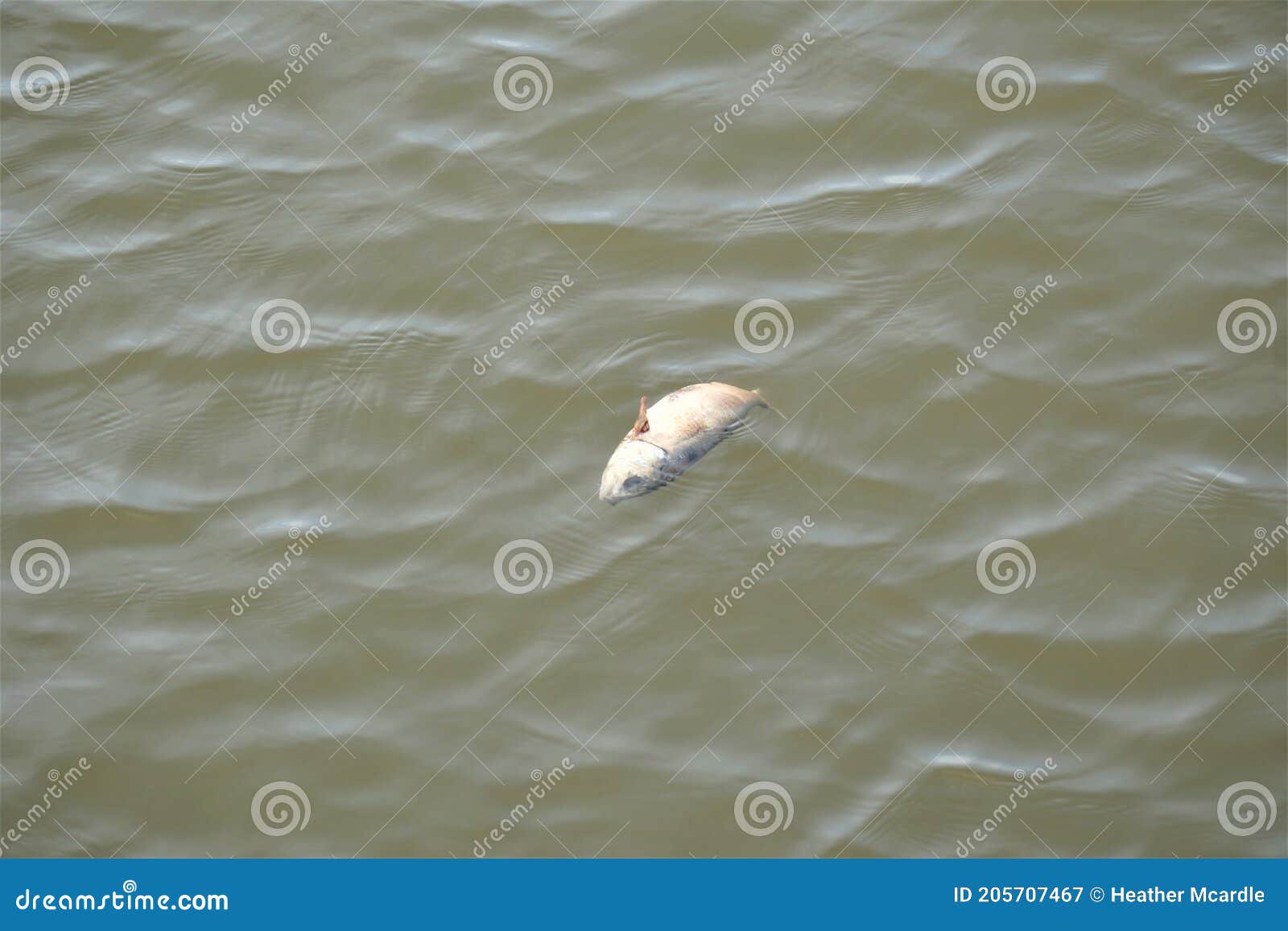 Dead Fish in Calm Hudson River Water Stock Image - Image of gotham,  fishermen: 205707467