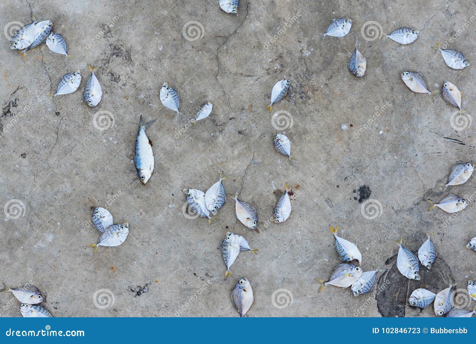 Dead Fish on Concrete Floor.Thailand. Stock Image Image of nature
