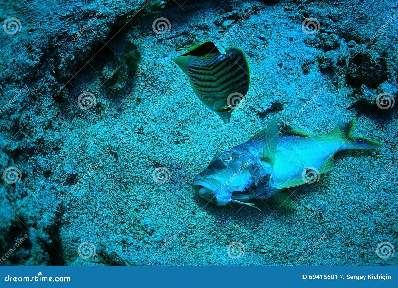 Dead fish on coral reef stock image. Image of global 69415601