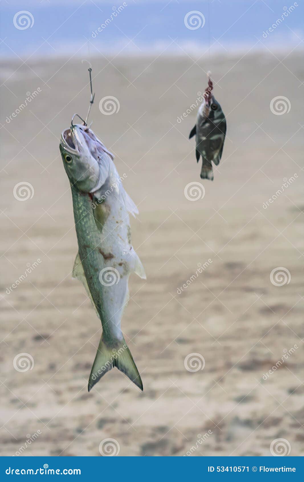 Dead fish on fishing line stock image. Image of hook - 53410571