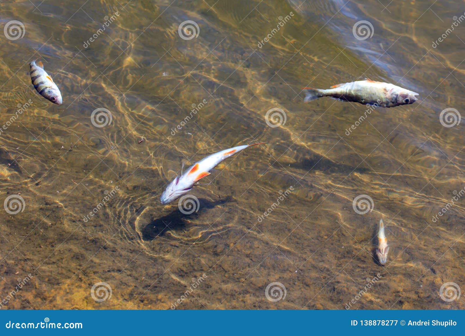Dead Fish Floating on the Surface of the Water Stock Image - Image