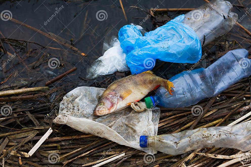 Dead Fish with Plastic Trash on the Ocean. Concept for the Protection