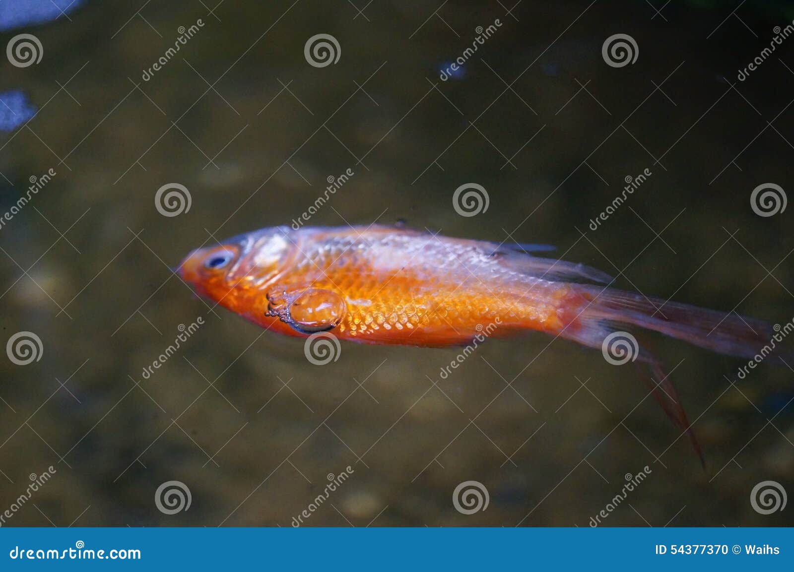 A Dead Fish Stock Photo 54377370