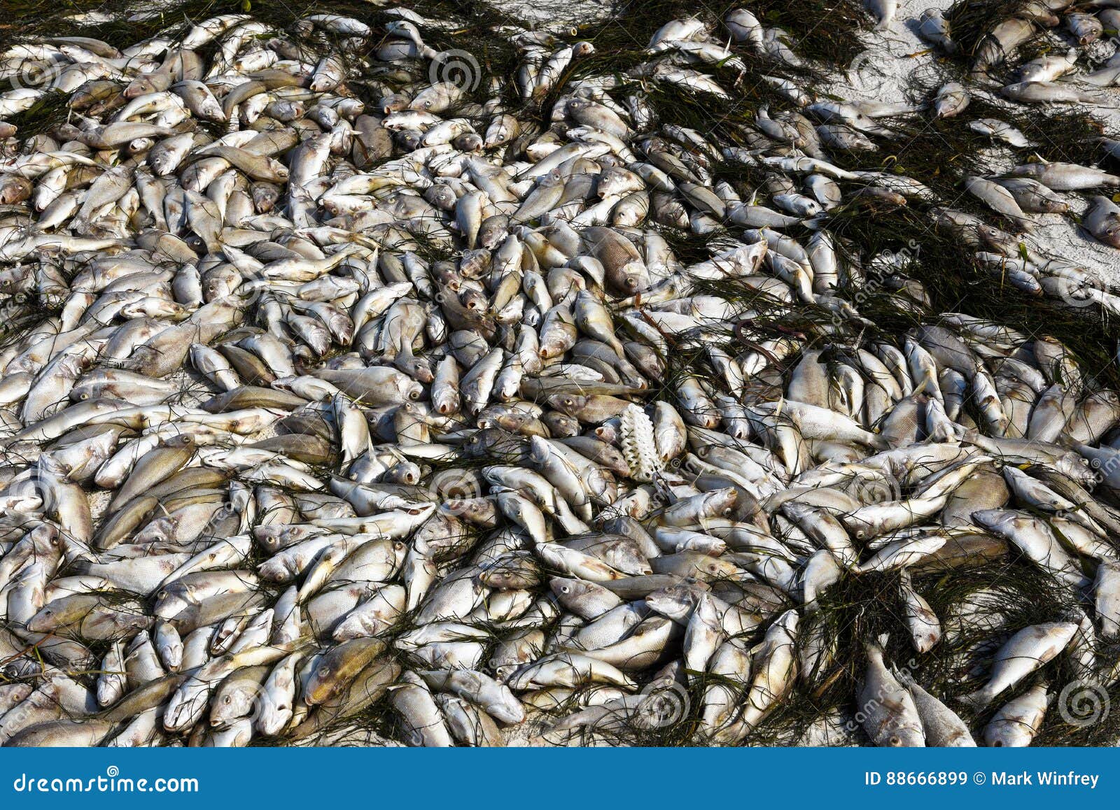 Dead Fish stock image. Image of blooms, environment, ecology - 88666899