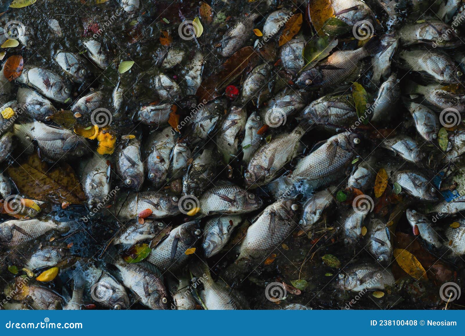 Dead fish on the river. stock photo. Image of environment - 238100408