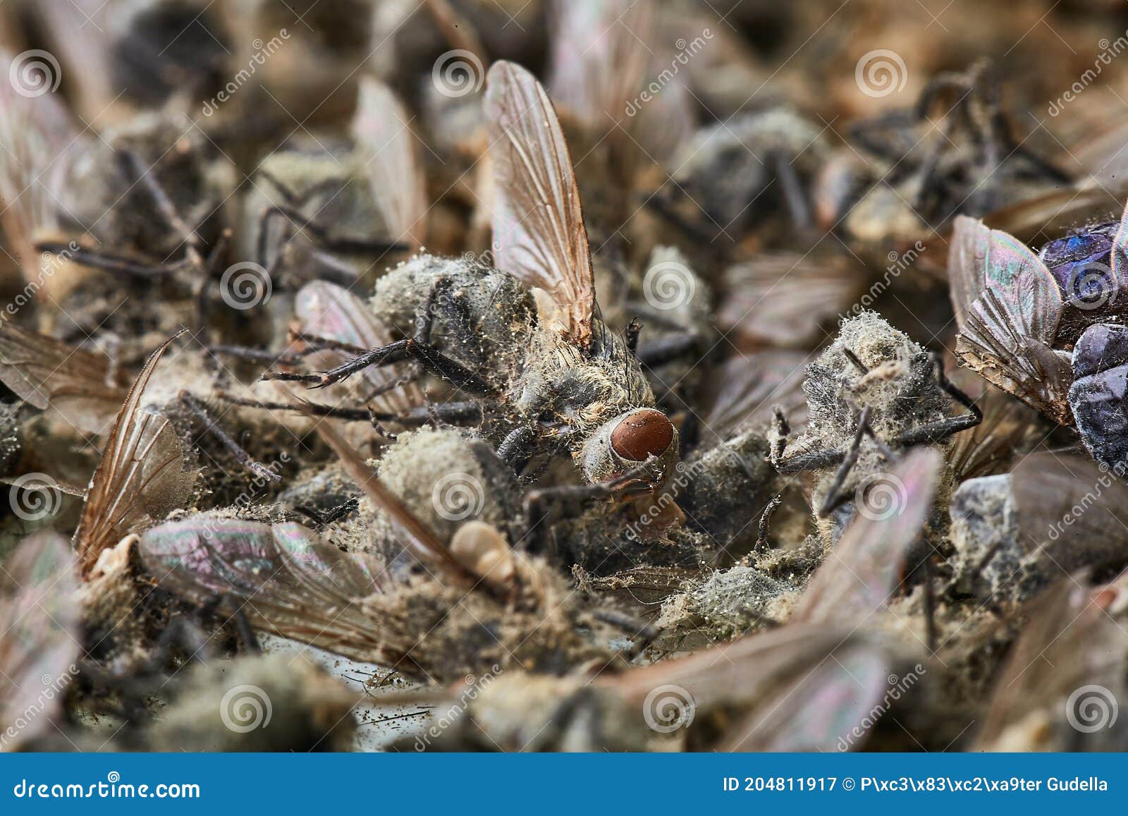 Pile Of Dead Flies Stock Image Image Of Domestic Common 204811917 pile-of-dead-flies-stock-image-image-of-domestic-common-204811917
