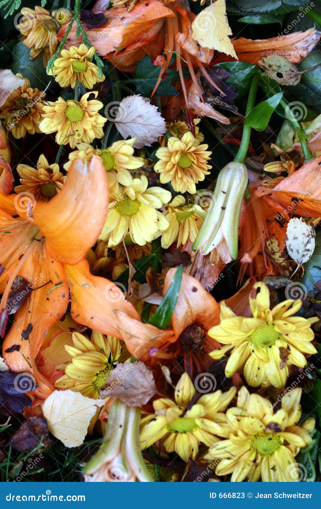 Dead flower closeup stock image. Image of abandoned, detail 666823