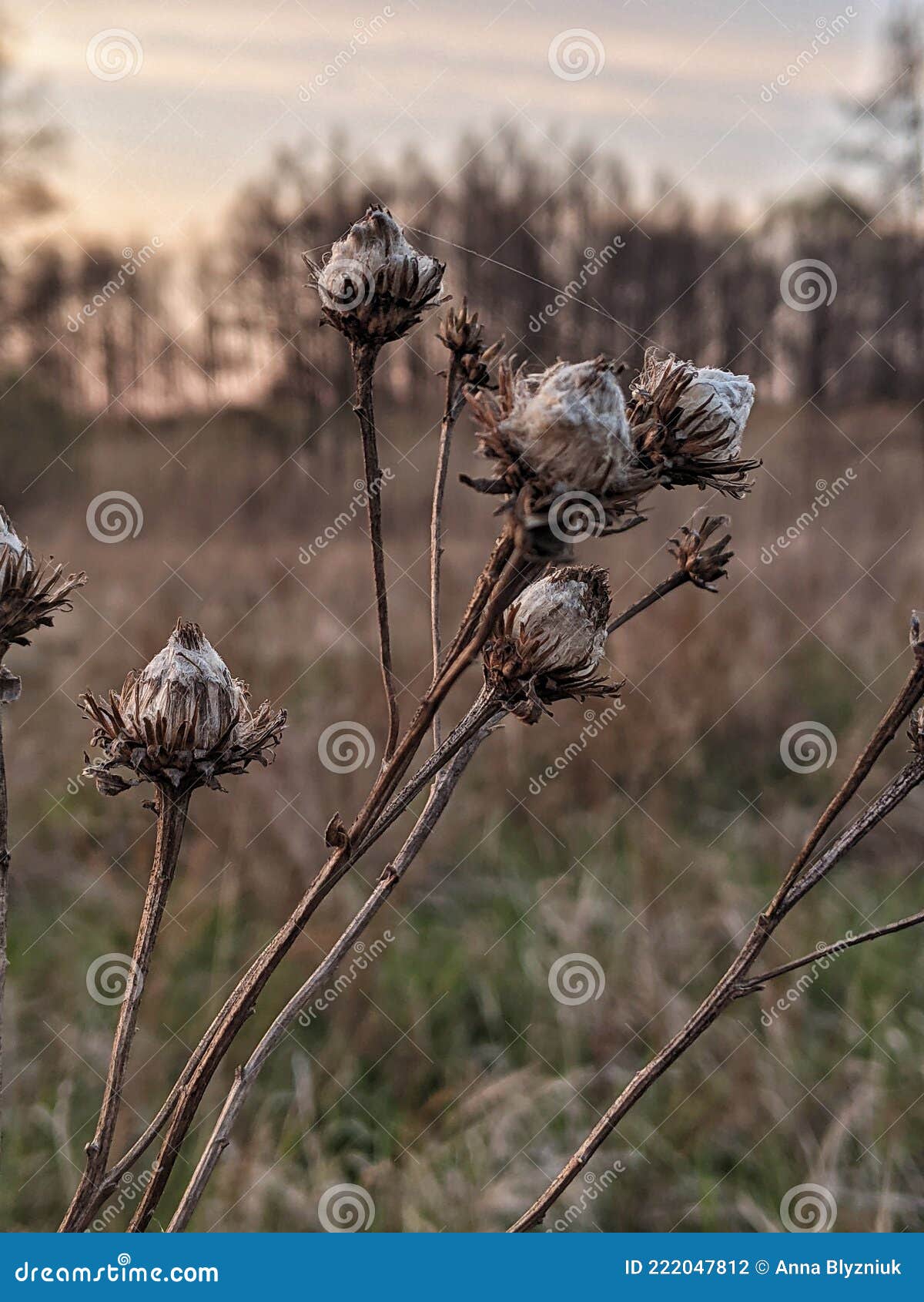 Dead flower in a field stock photo. Image of dead, wildlife 222047812