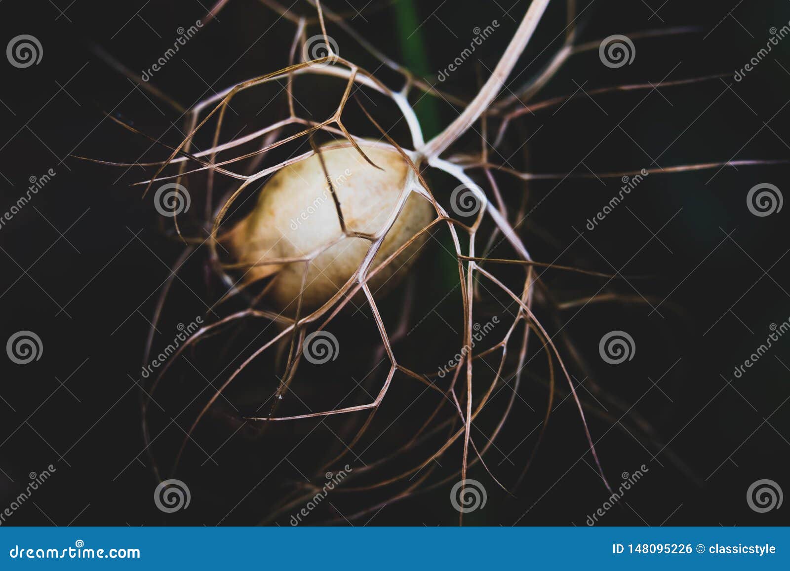 dead flower with twigs