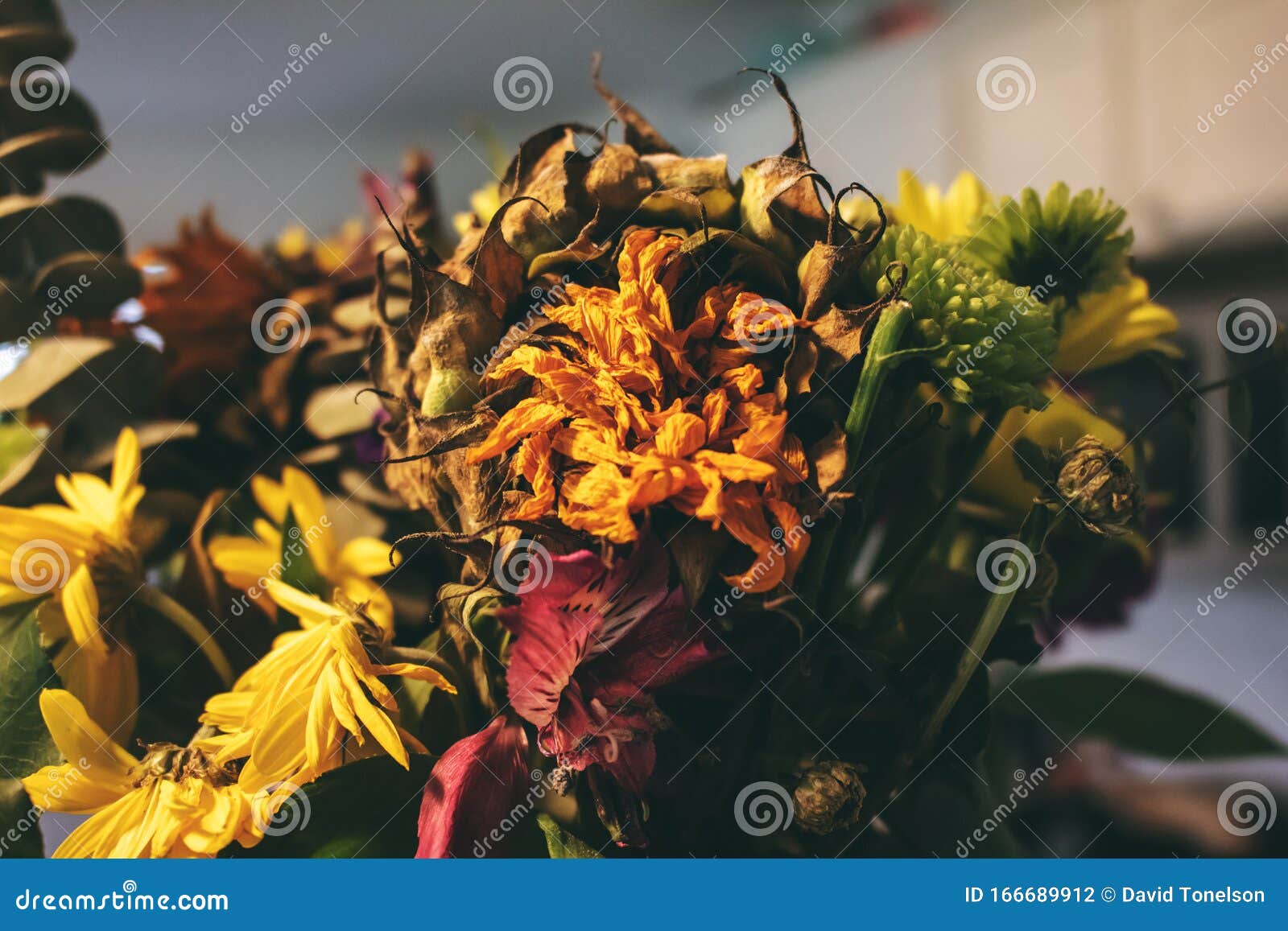Dead flowers stock photo. Image of filter, botanical 166689912