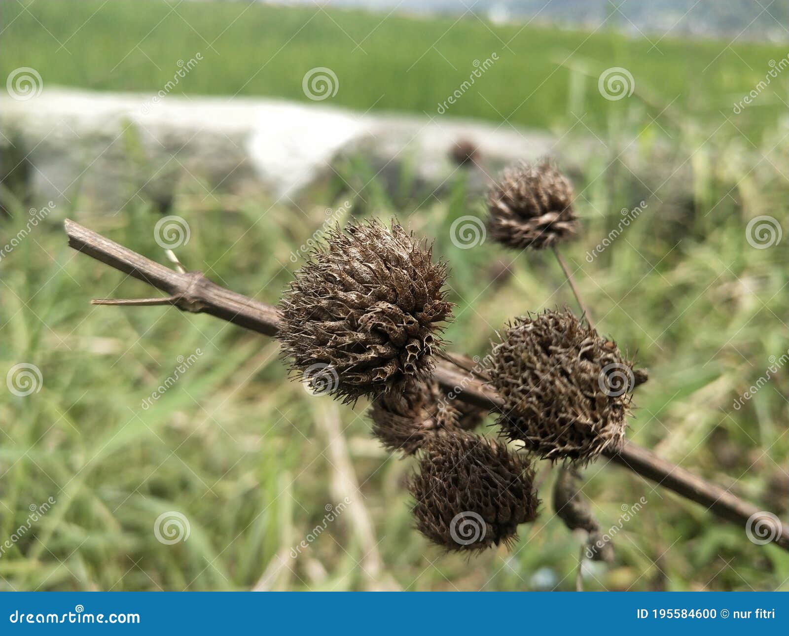 Dead Flowers that Have Dried Up Stock Photo Image of plants, dried