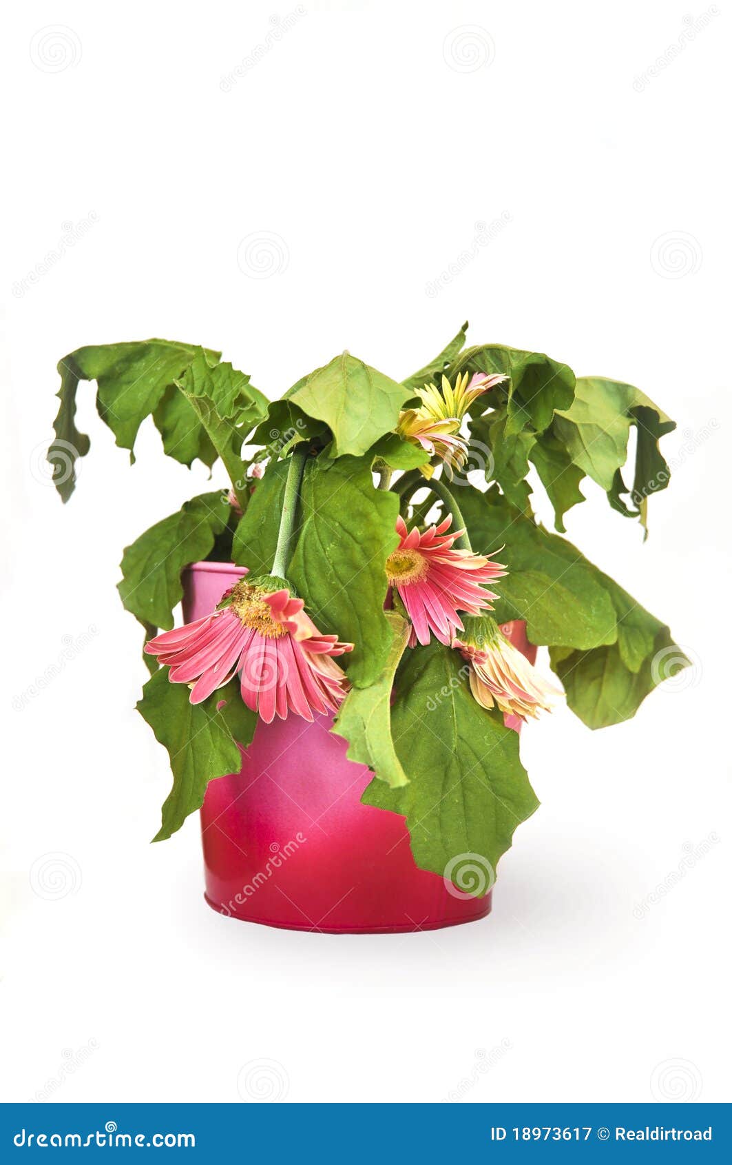 Dead Gerbera Daisy Royalty Free Stock Photography Image 18973617