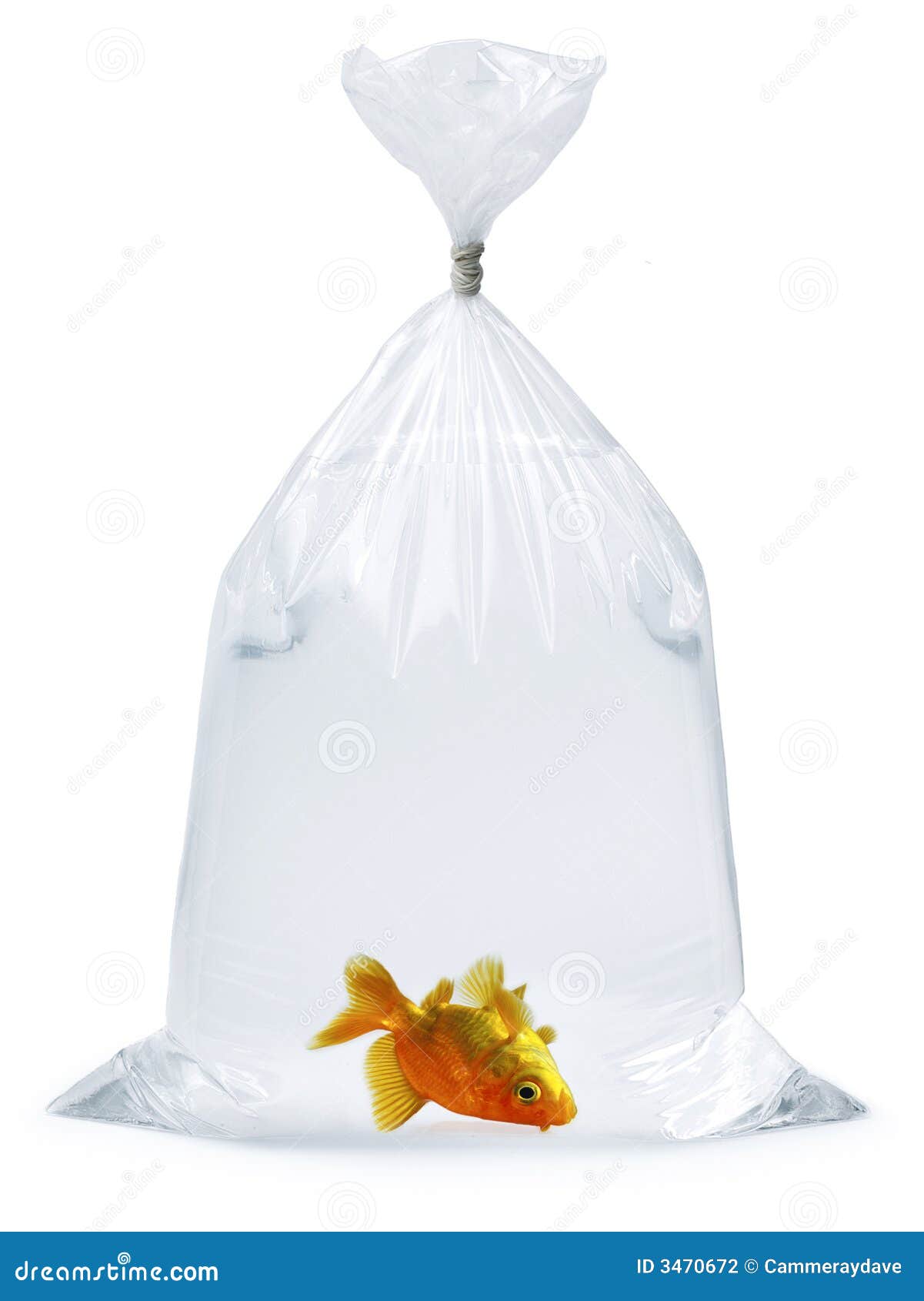 Dead Goldfish Plastic bag stock photo. Image of dead, deceased - 3470672