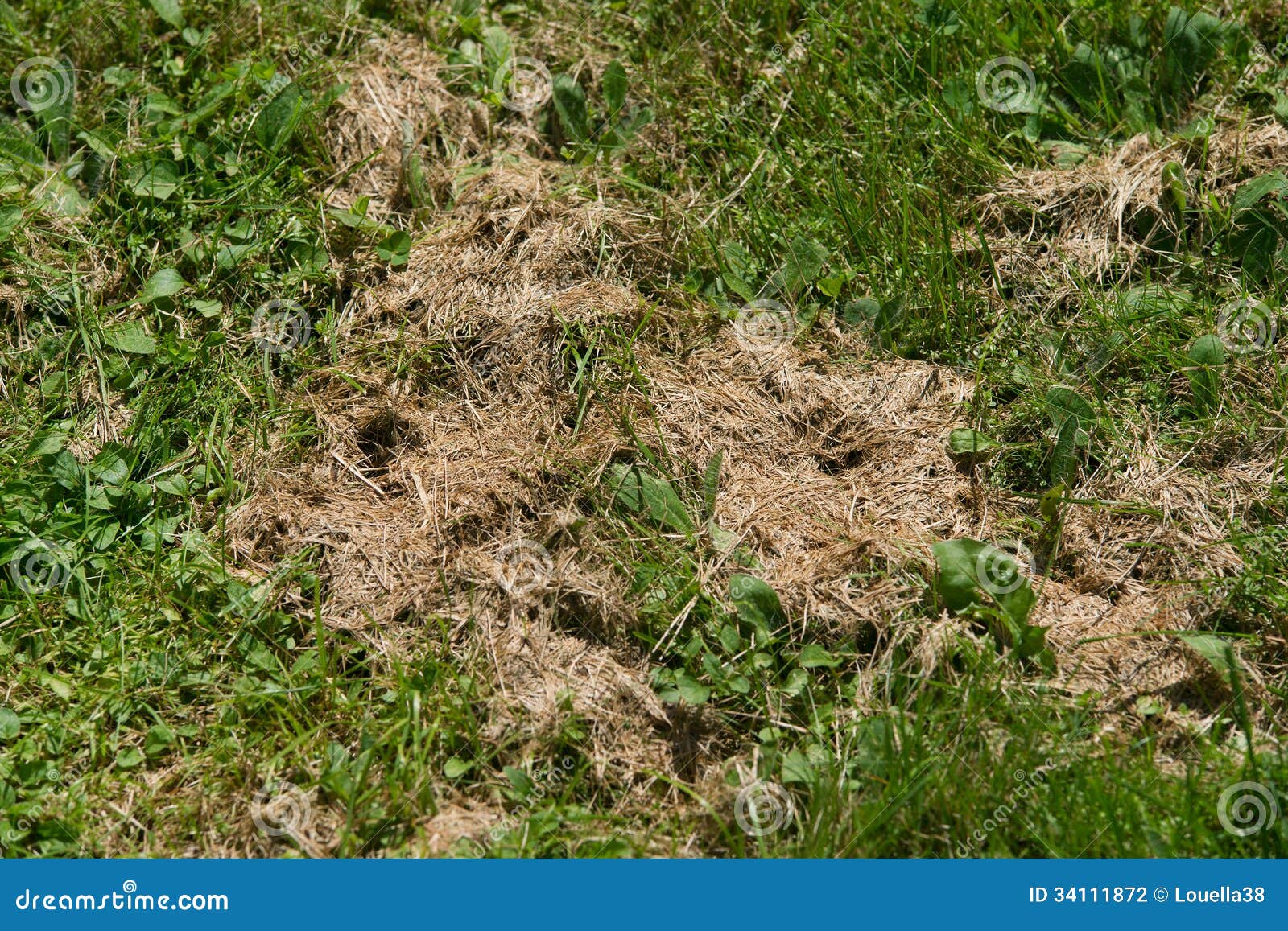 Dead Dry Grass Texture Top View With Dead Dried Up Leaves Stock Photo