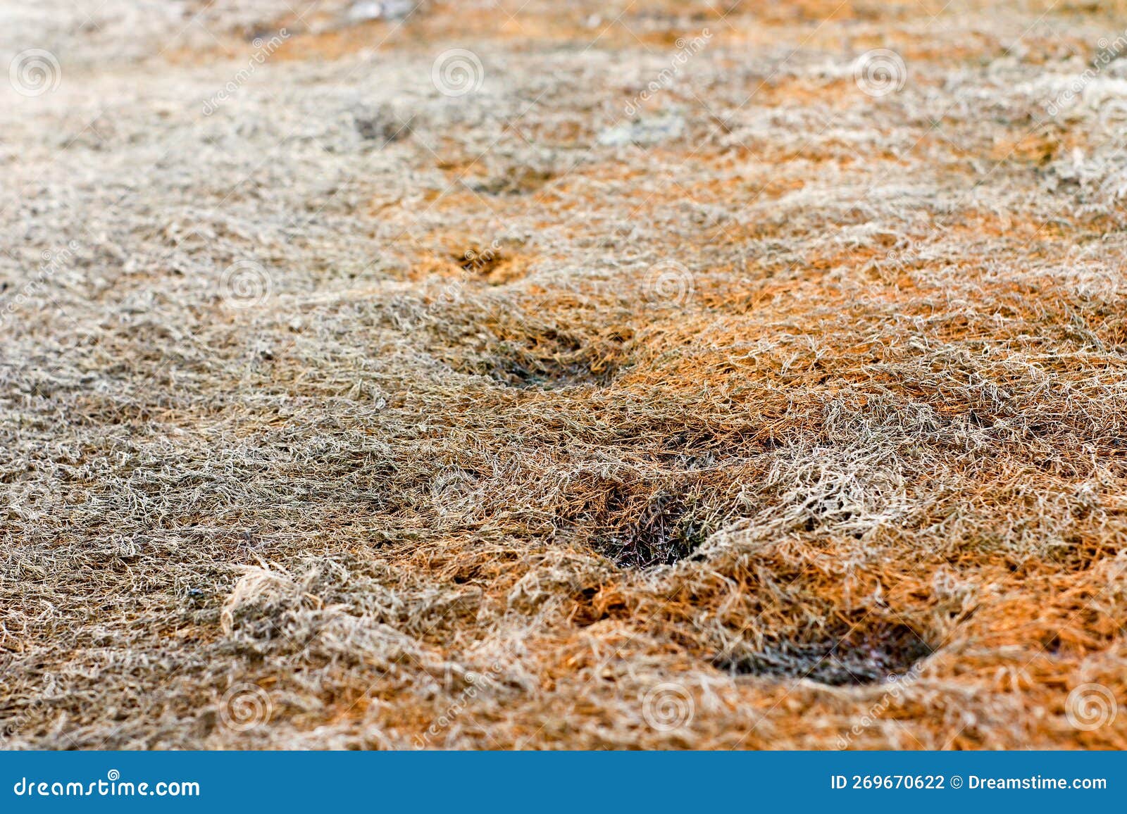 Dead Grass that is about To Naturally Stock Photo Image of