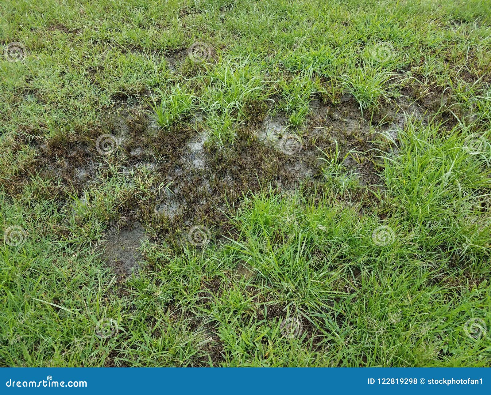 Dead Grass in Water and Mud with Green Grass Stock Photo - Image of dead,  muddy: 122819298