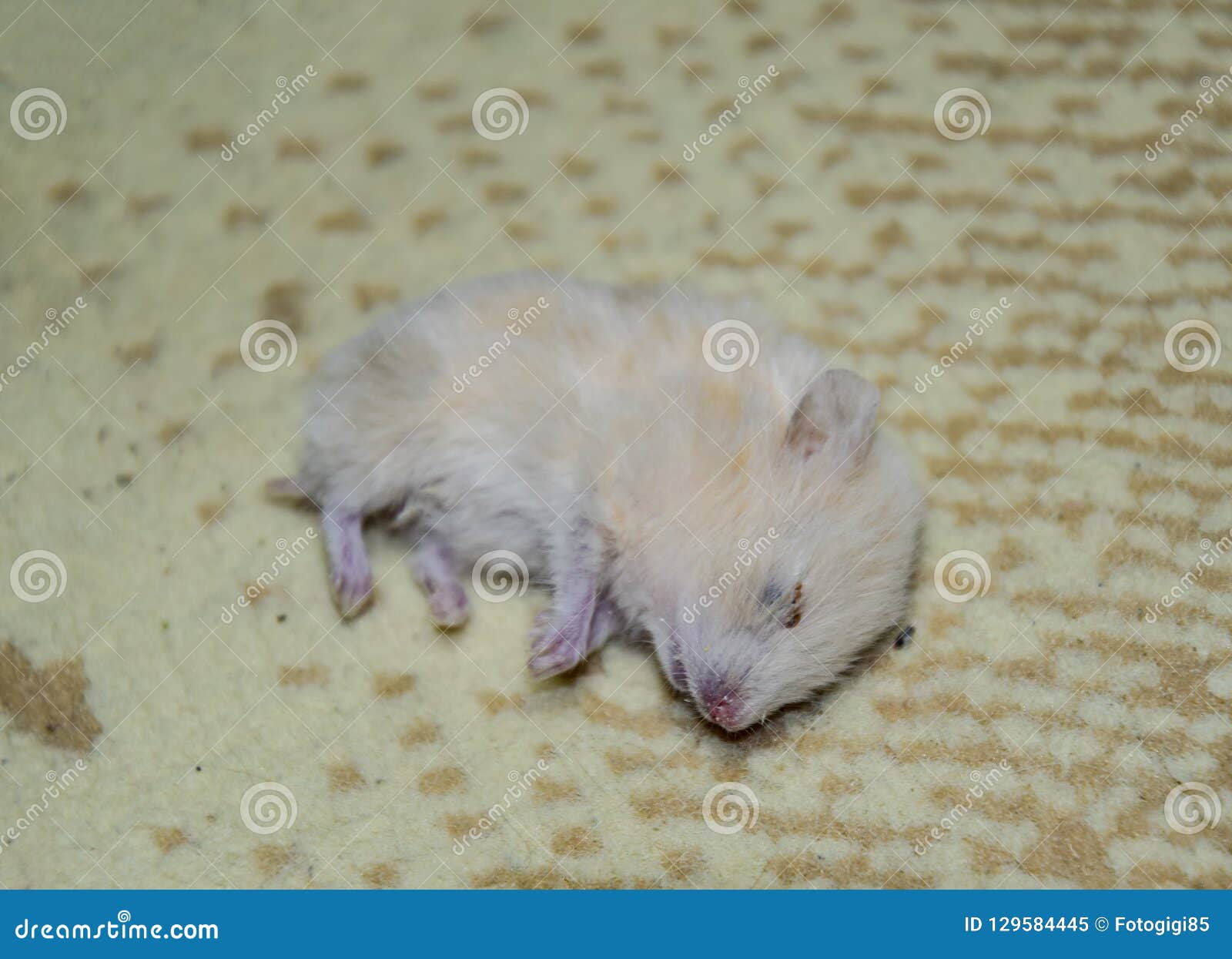 Dead Hamster Lying on the Carpet. the Dead Home Rodent Hamster Stock ...