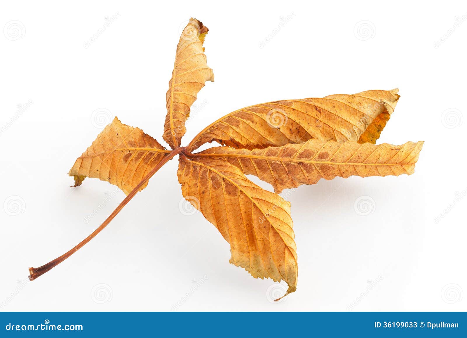 Dead Horse Chestnut Leaf stock image. Image of leaf, organic 36199033