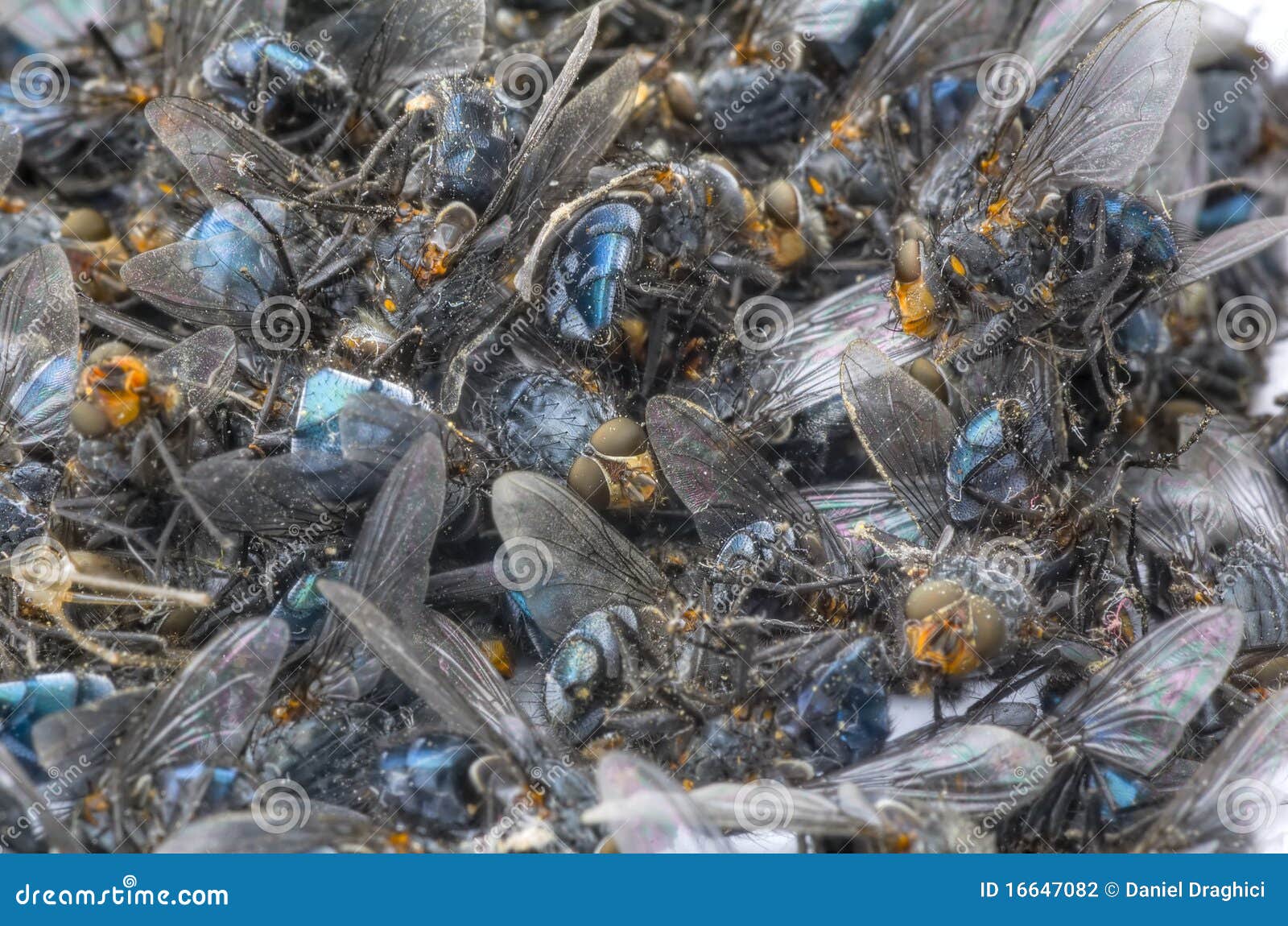 A pile of dead house flies, concept pesticide or insecticide, insect spray, plague, pest.