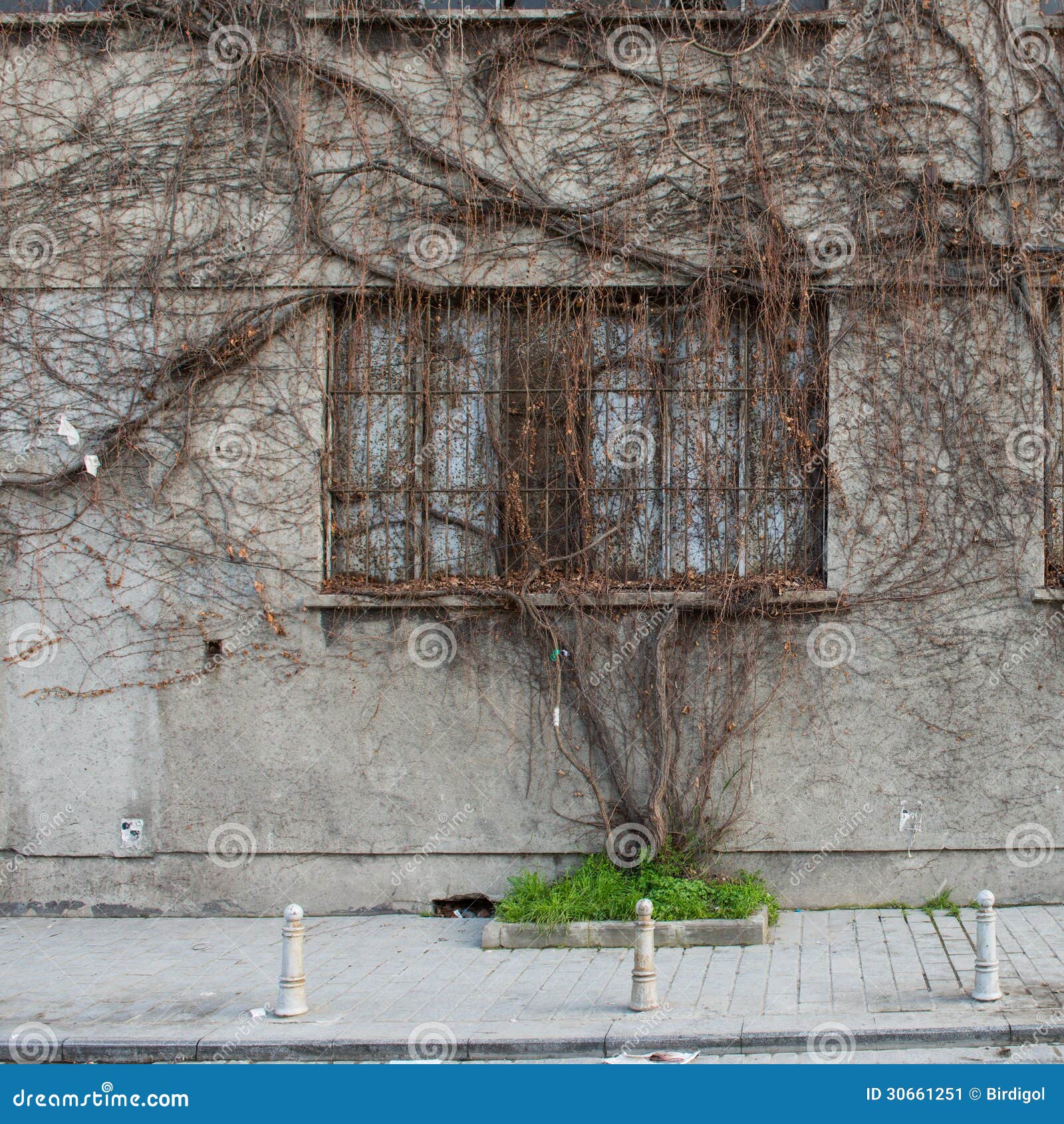 dead ivy on abandon building