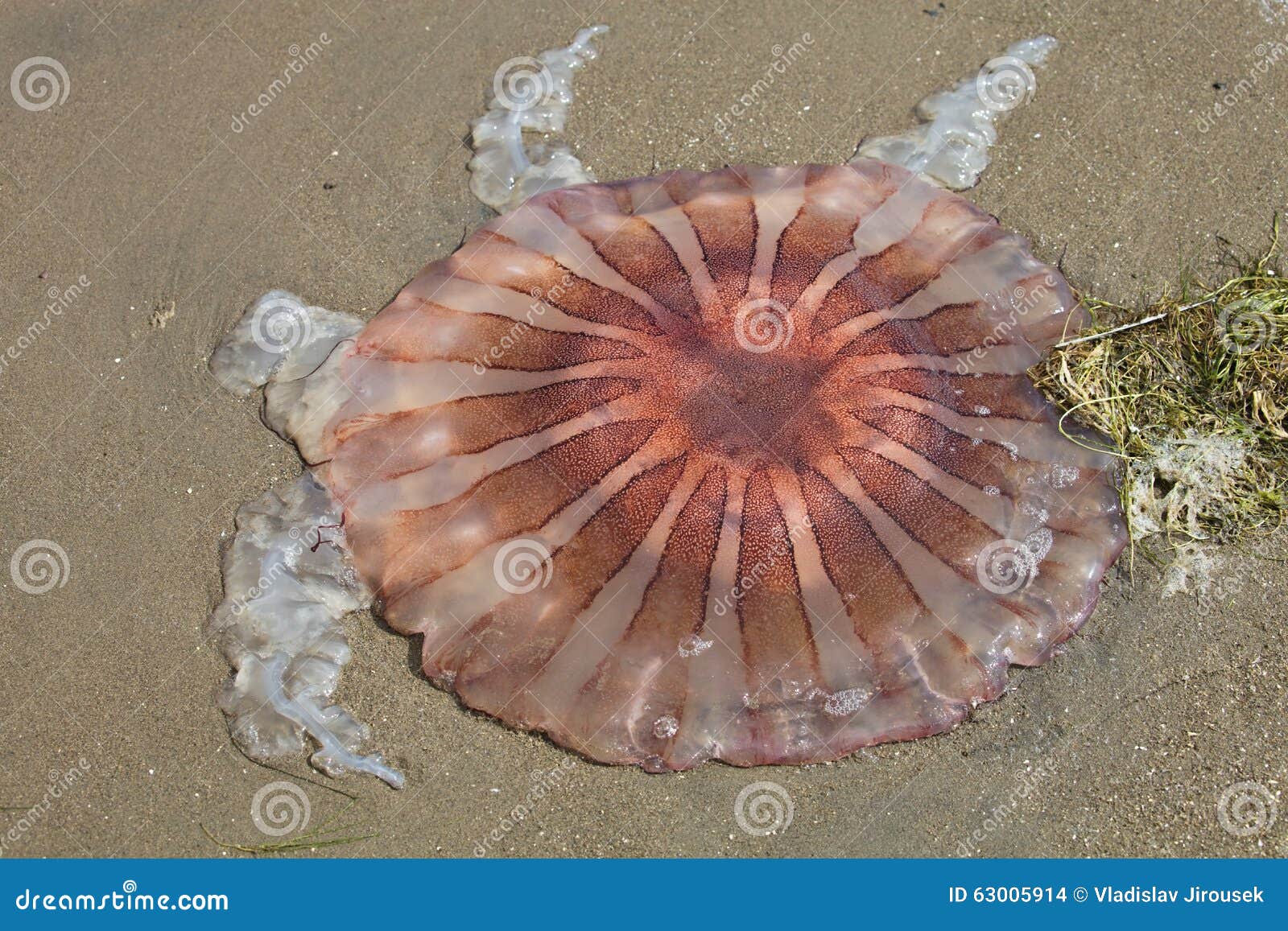 Dead Jellyfish on the Beach, Paracas, Peru Stock Photo Image of jelly