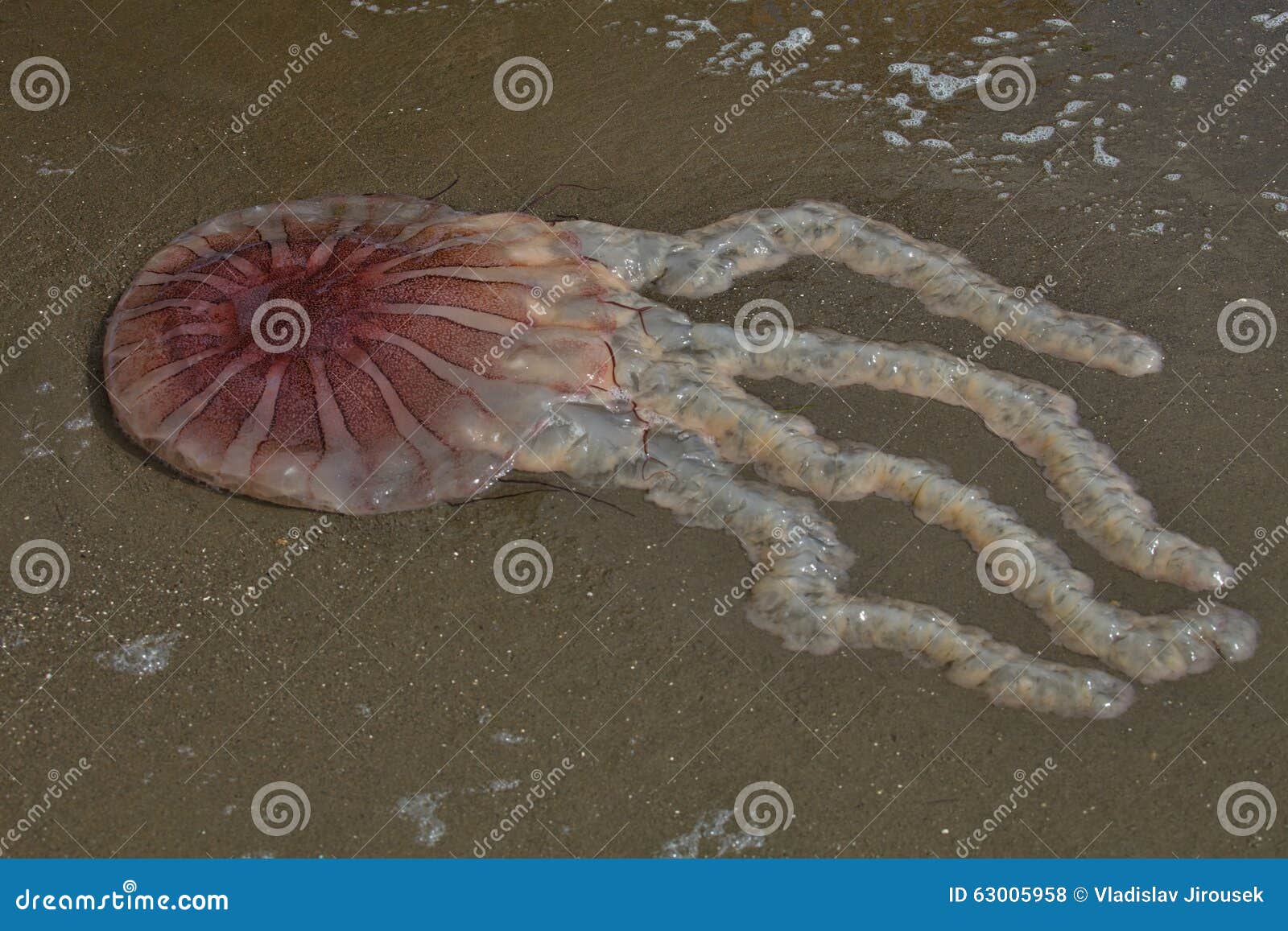 Dead Jellyfish on the Beach, Paracas, Peru Stock Photo Image of jelly