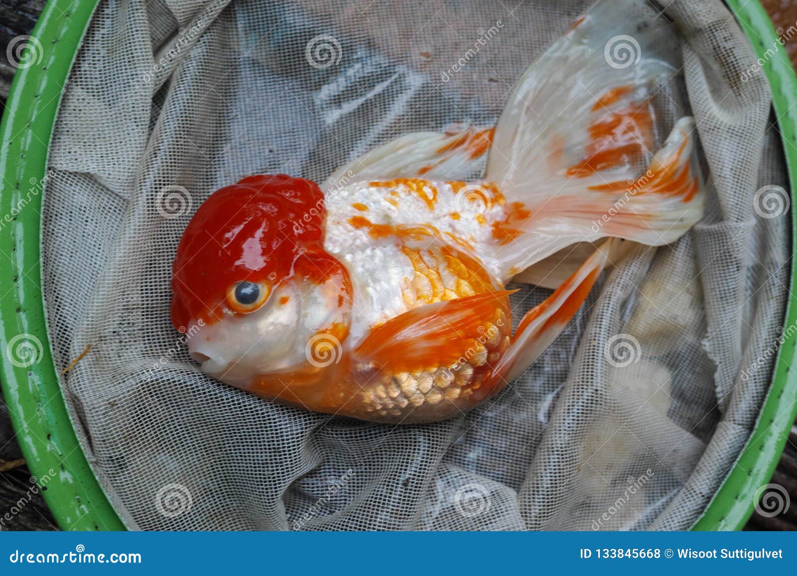 How To Dispose Of Dead Koi Fish Help Is My Koi Sick Diagnose Symptoms