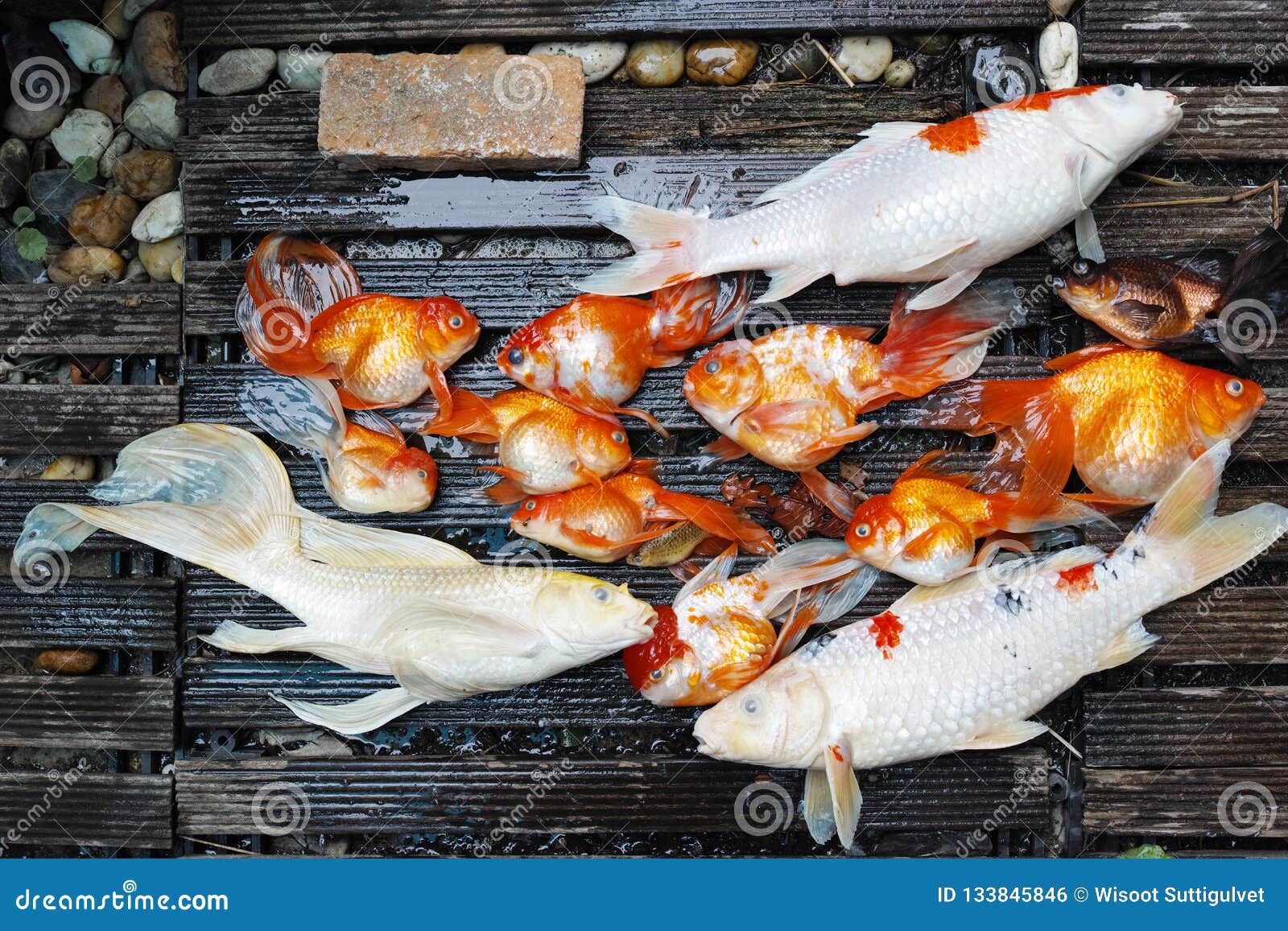 Dead Koi Fish Diseases Infected Stock Photo Image Of Japanese