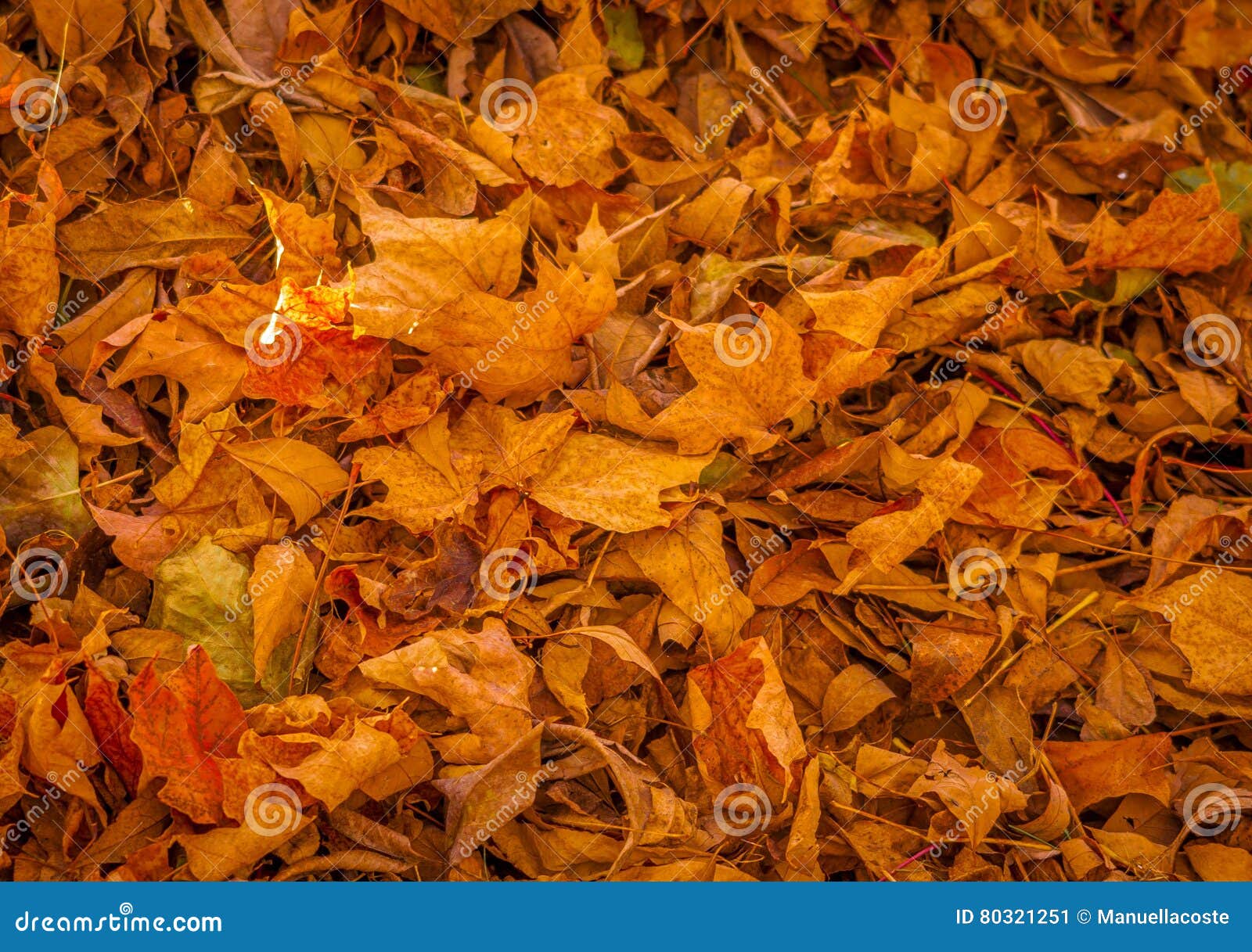 Dead leaves in the fall. stock image. Image of colorful 80321251