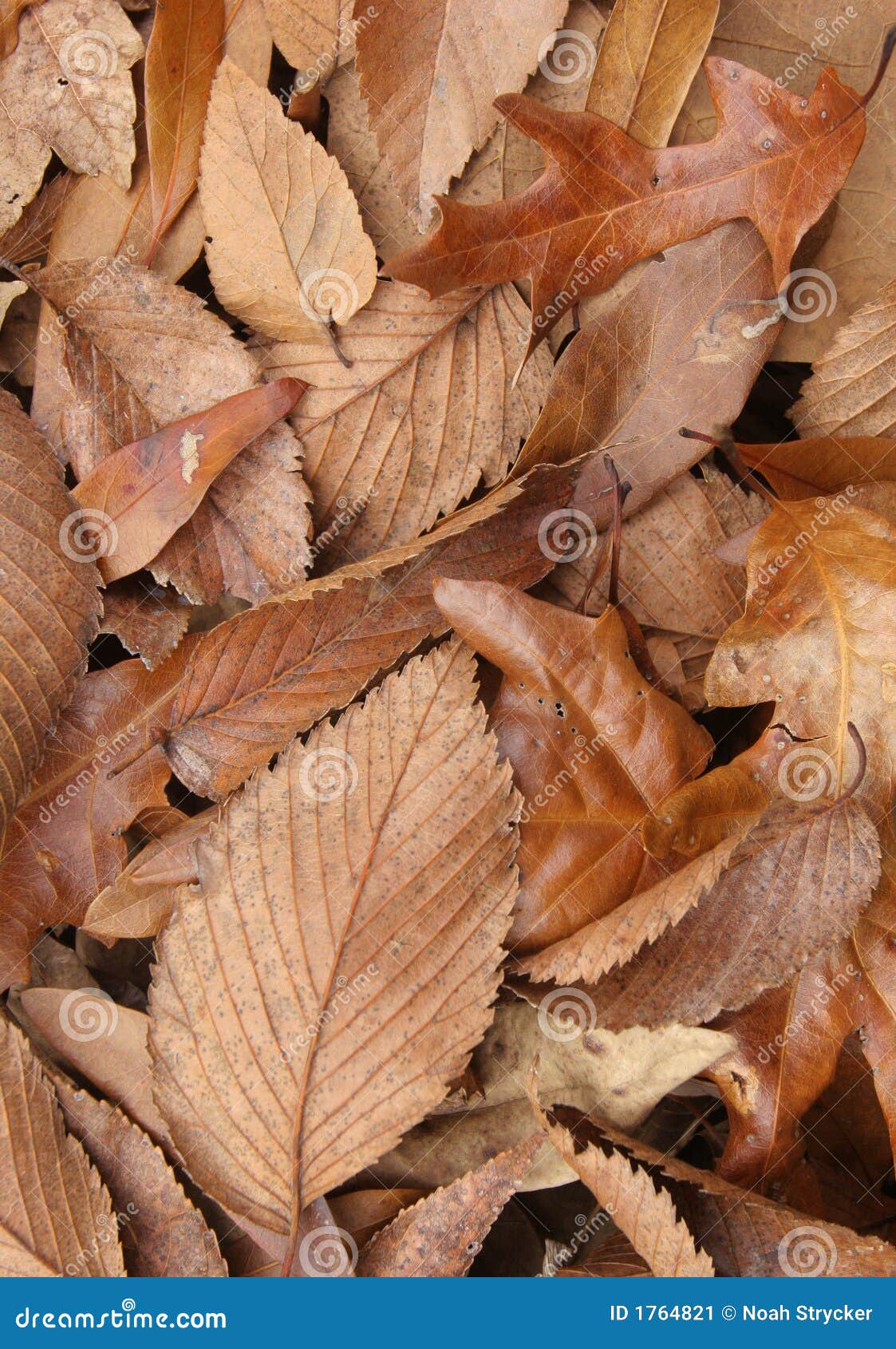 Dead Leaves Texture Stock Image - Image: 1764821 Dead Leaves Texture Stock Image - Image: 1764821